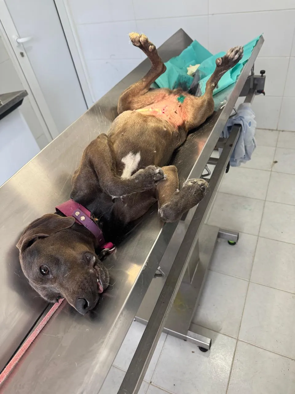 Kastrationsprojekt auf Rhodos – Tierärztlicher Einsatz 2