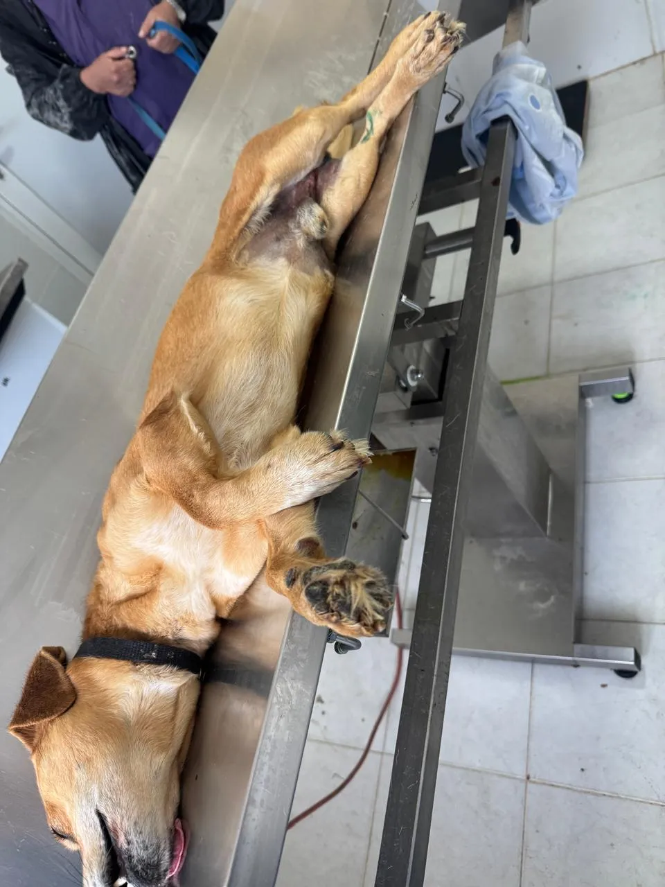 Kastrationsprojekt auf Rhodos – Tierärztlicher Einsatz 3