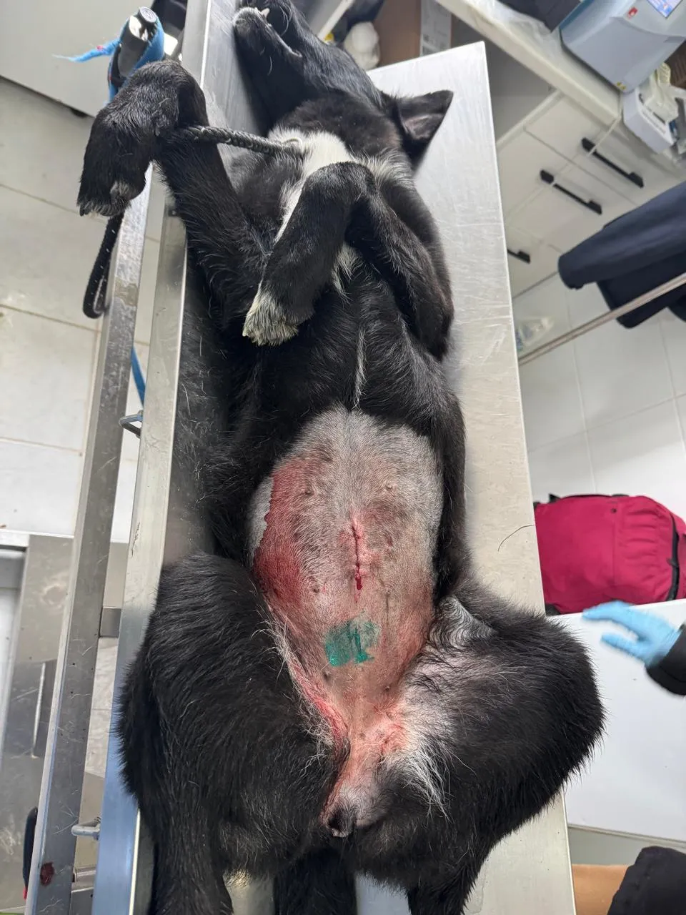 Kastrationsprojekt auf Rhodos – Tierärztlicher Einsatz 6