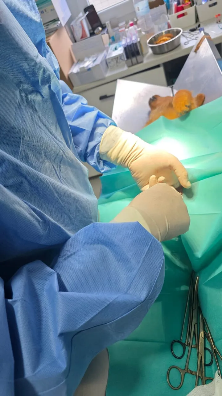 Kastrationsprojekt auf Rhodos – Tierärztlicher Einsatz 4