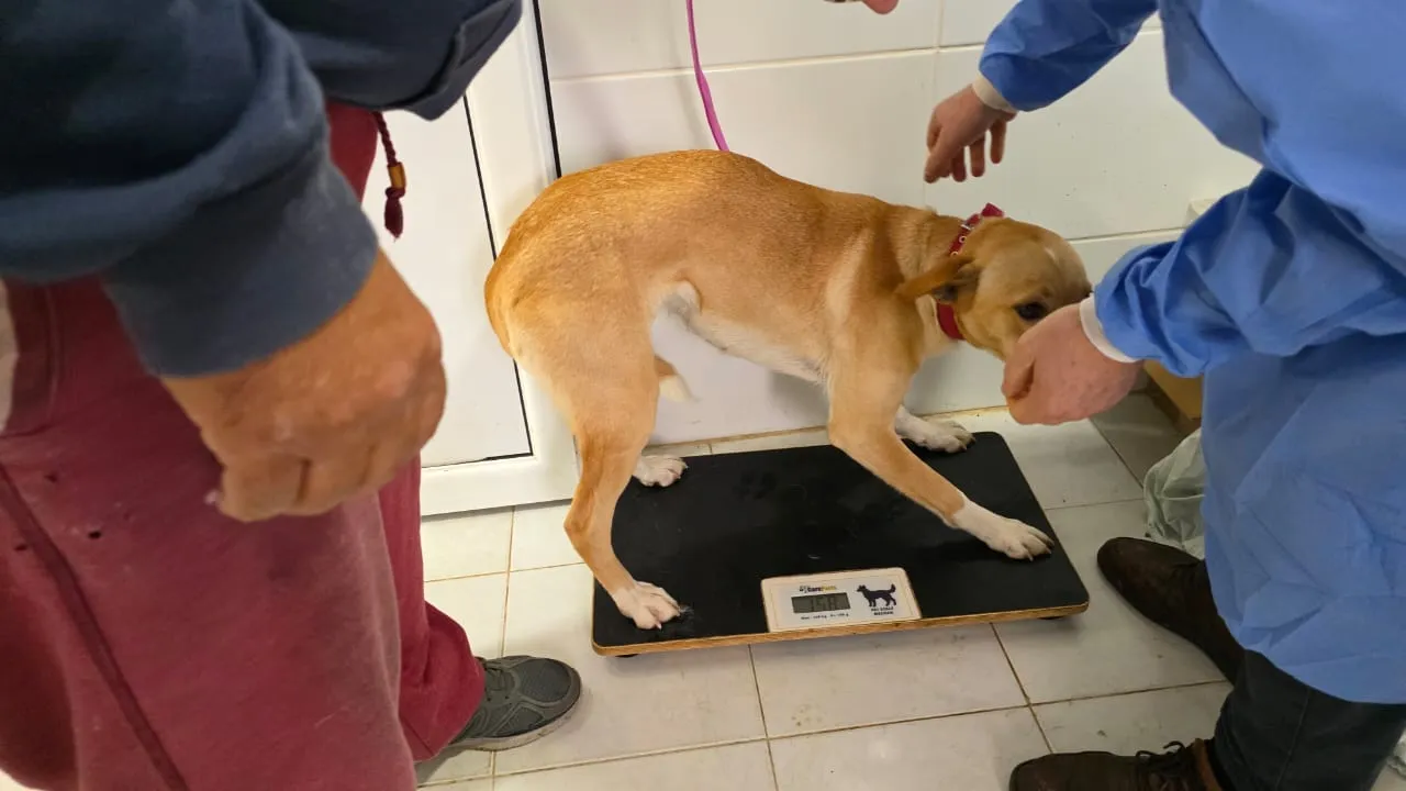 Kastrationsprojekt auf Rhodos – Tierärztlicher Einsatz 1