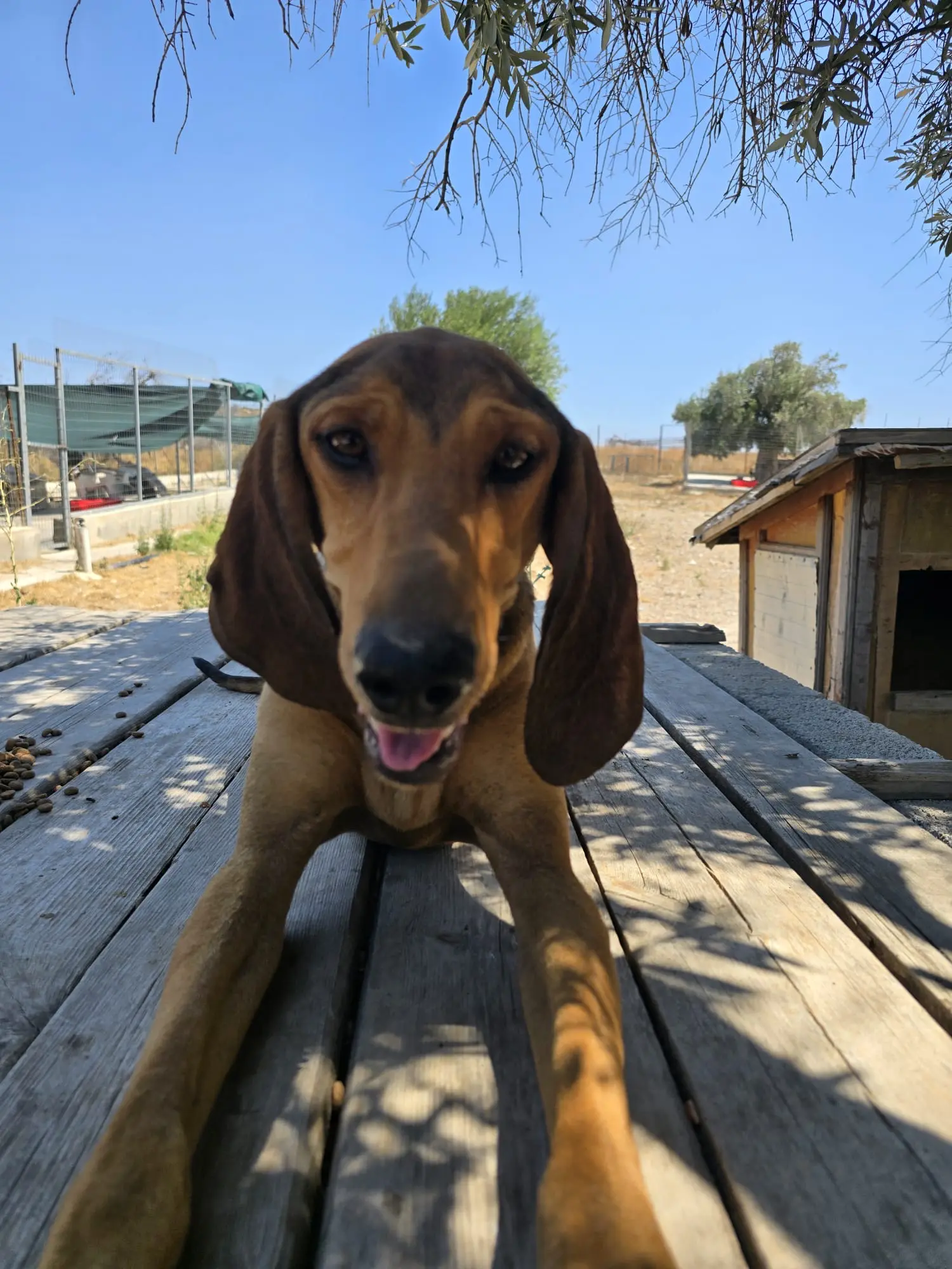 Battleground Tierhilfe bei der Soforthilfe