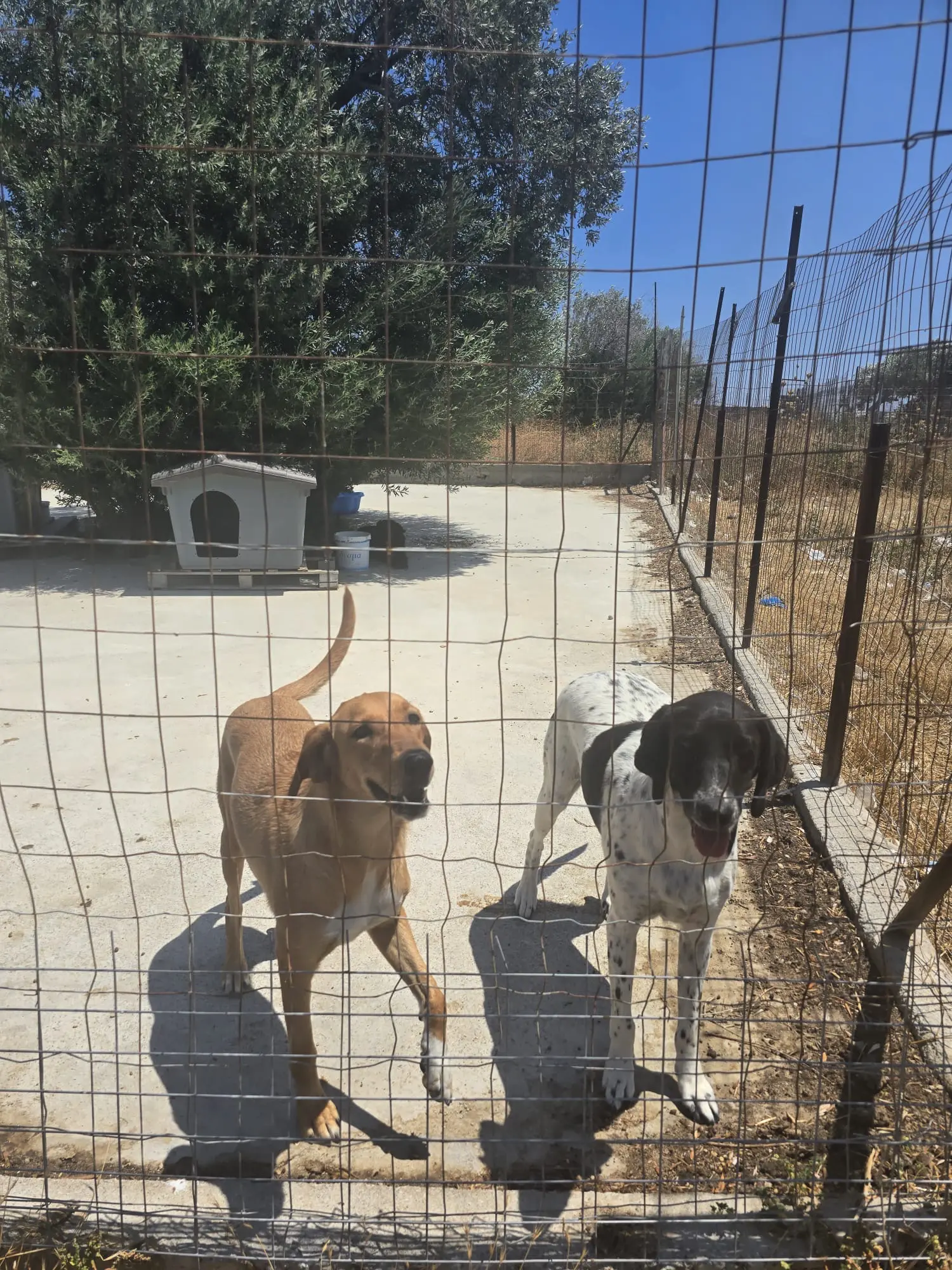 Blick über das Grundstück in Gennadi