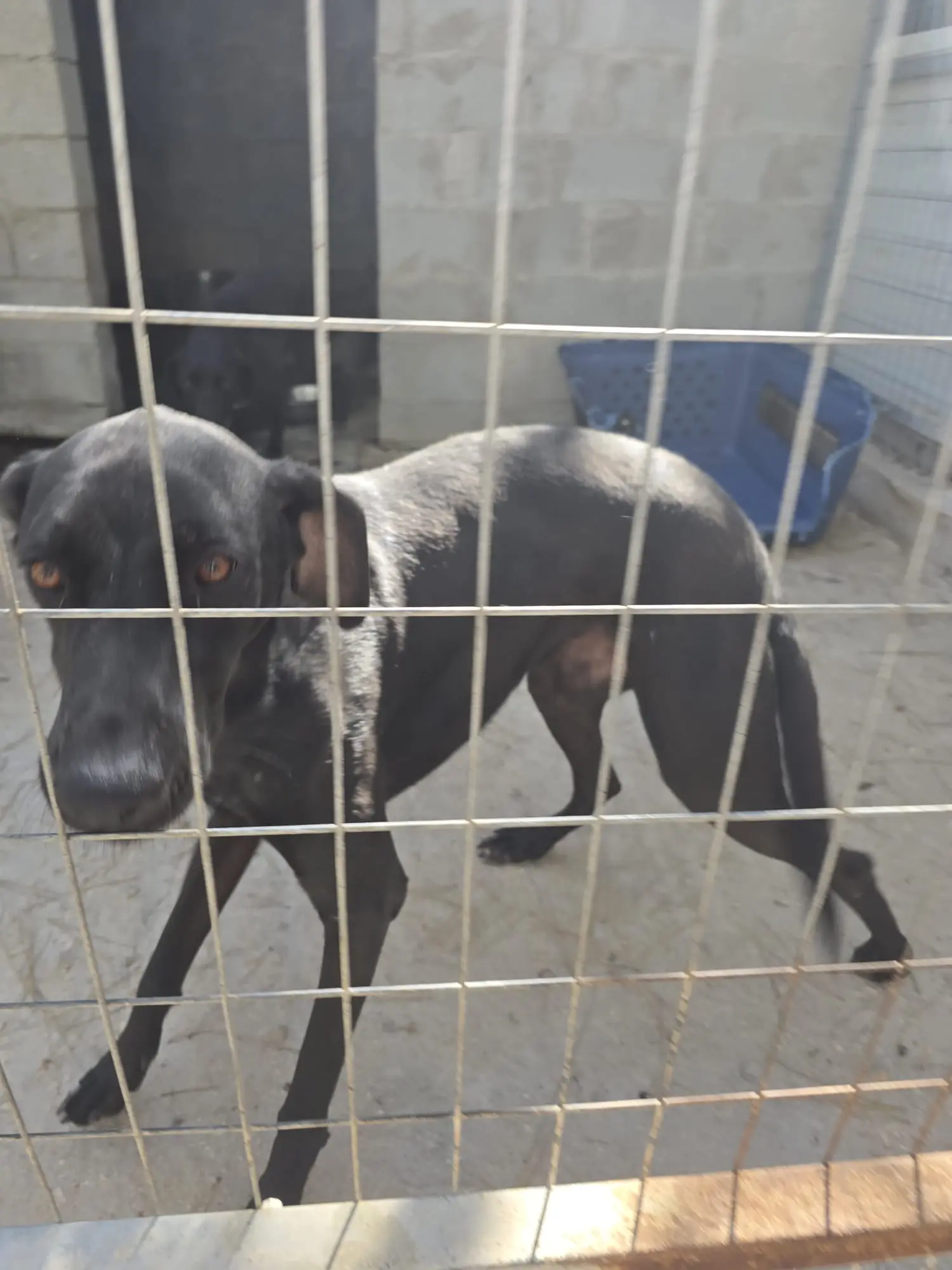 Fütterung der Hunde in Gennadi