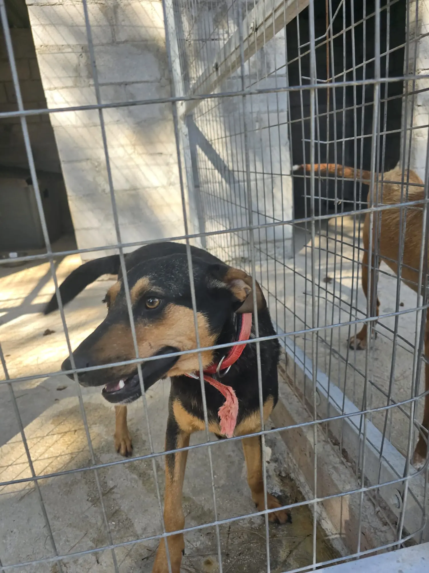 Holly – Welpe aus Gennadi