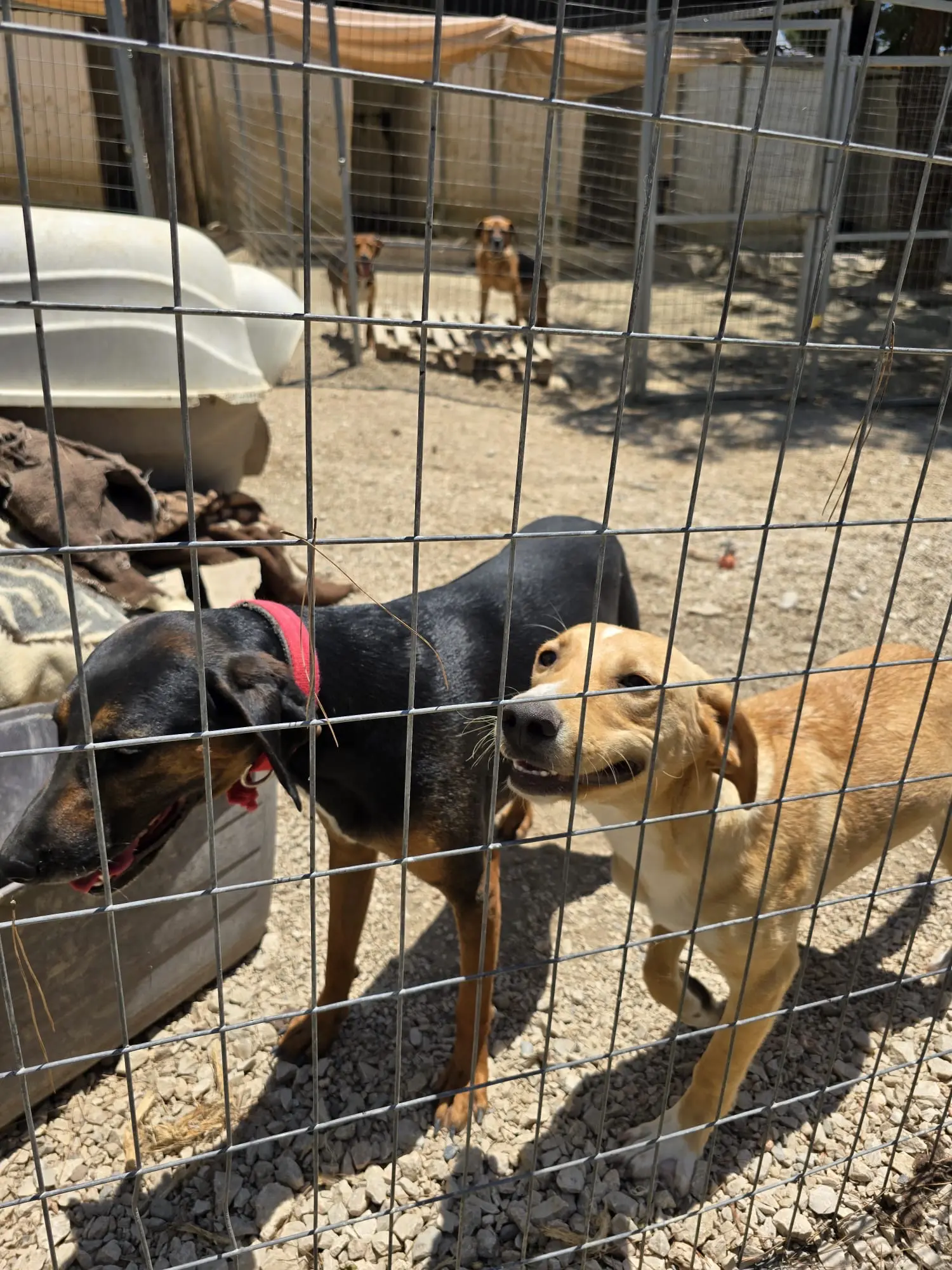 Hund aus Gennadi – bereit zur Vermittlung