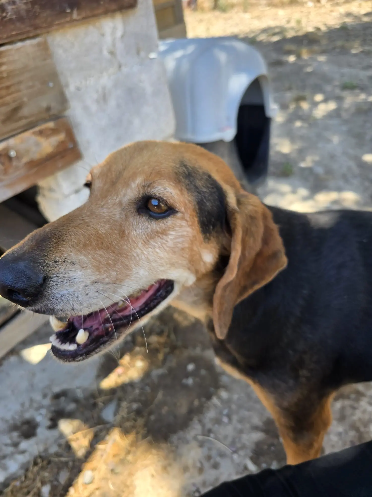 Hund im Schatten der neuen Segel