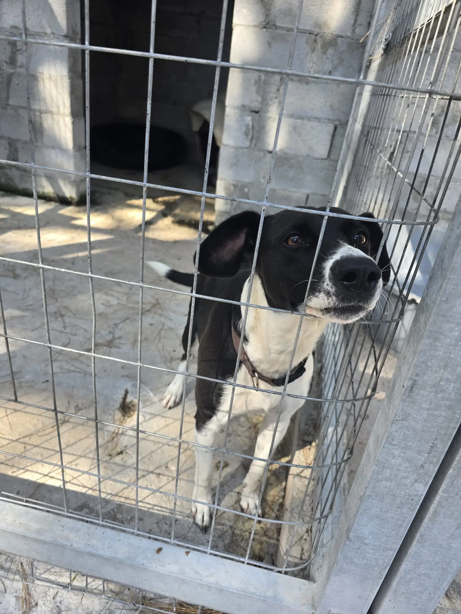 Hund sucht Nähe und Zuwendung