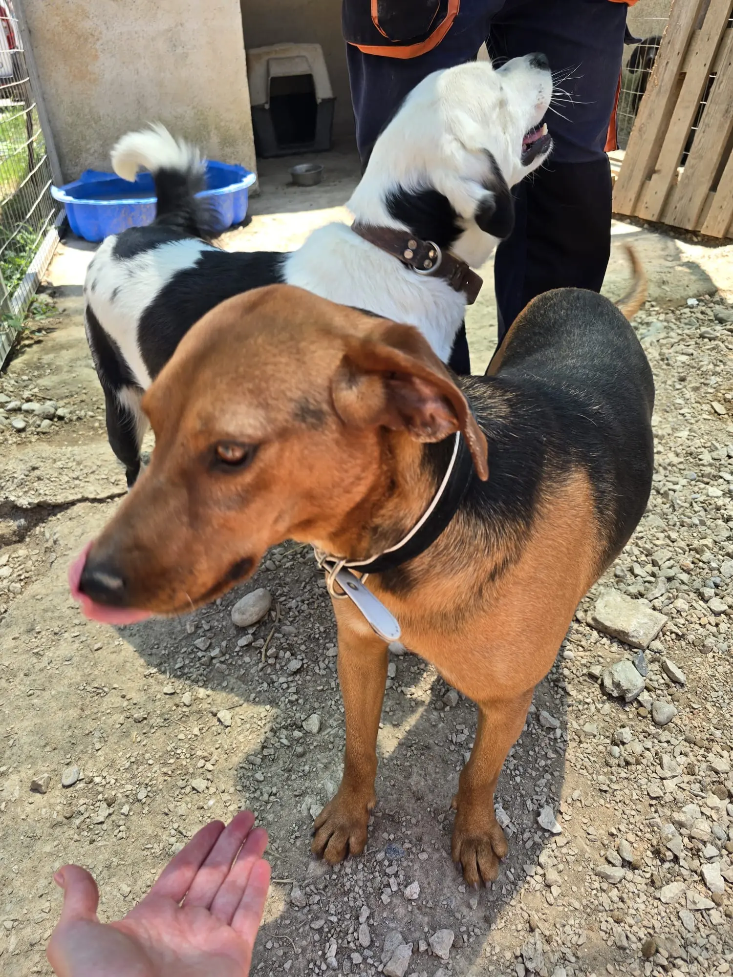 Hund in Gennadi sucht ein Zuhause