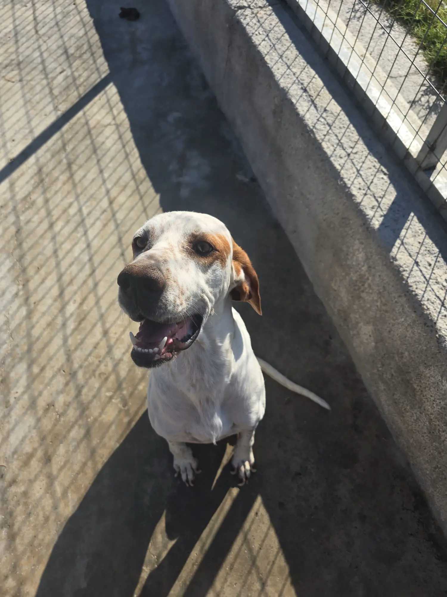 Hunde im aufgeräumten Bereich
