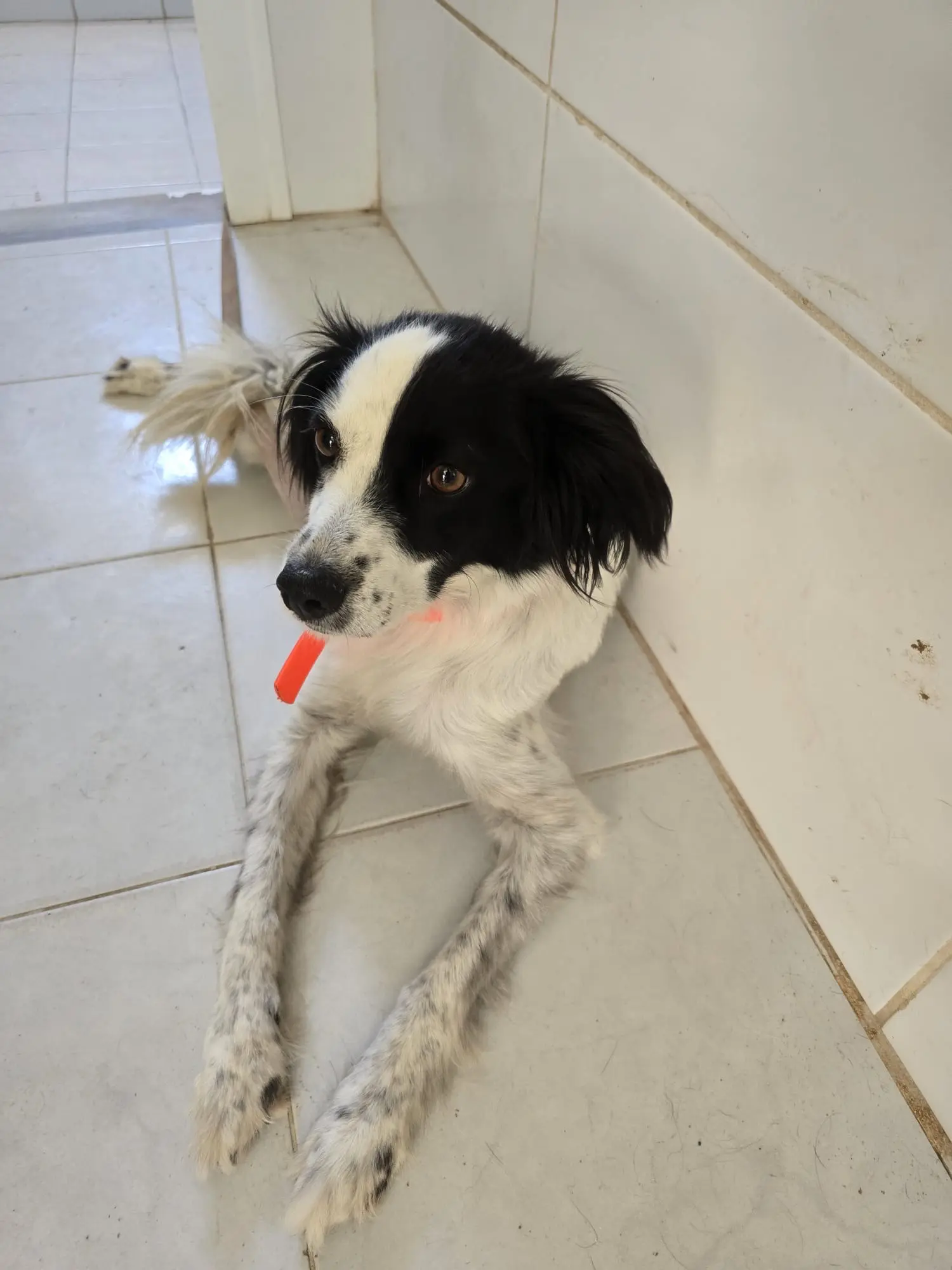 Hunde begrüßen das Rettungsteam