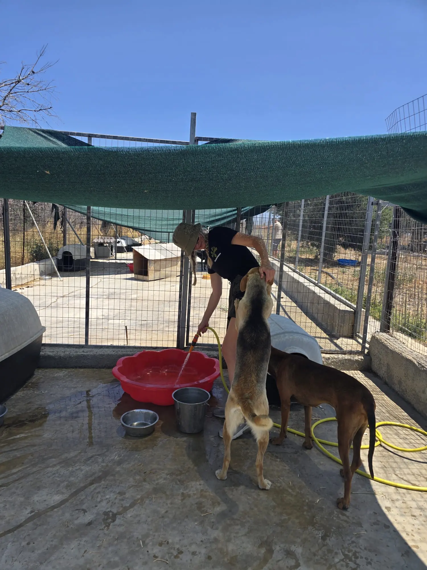 Hunde erholen sich nach der Soforthilfe