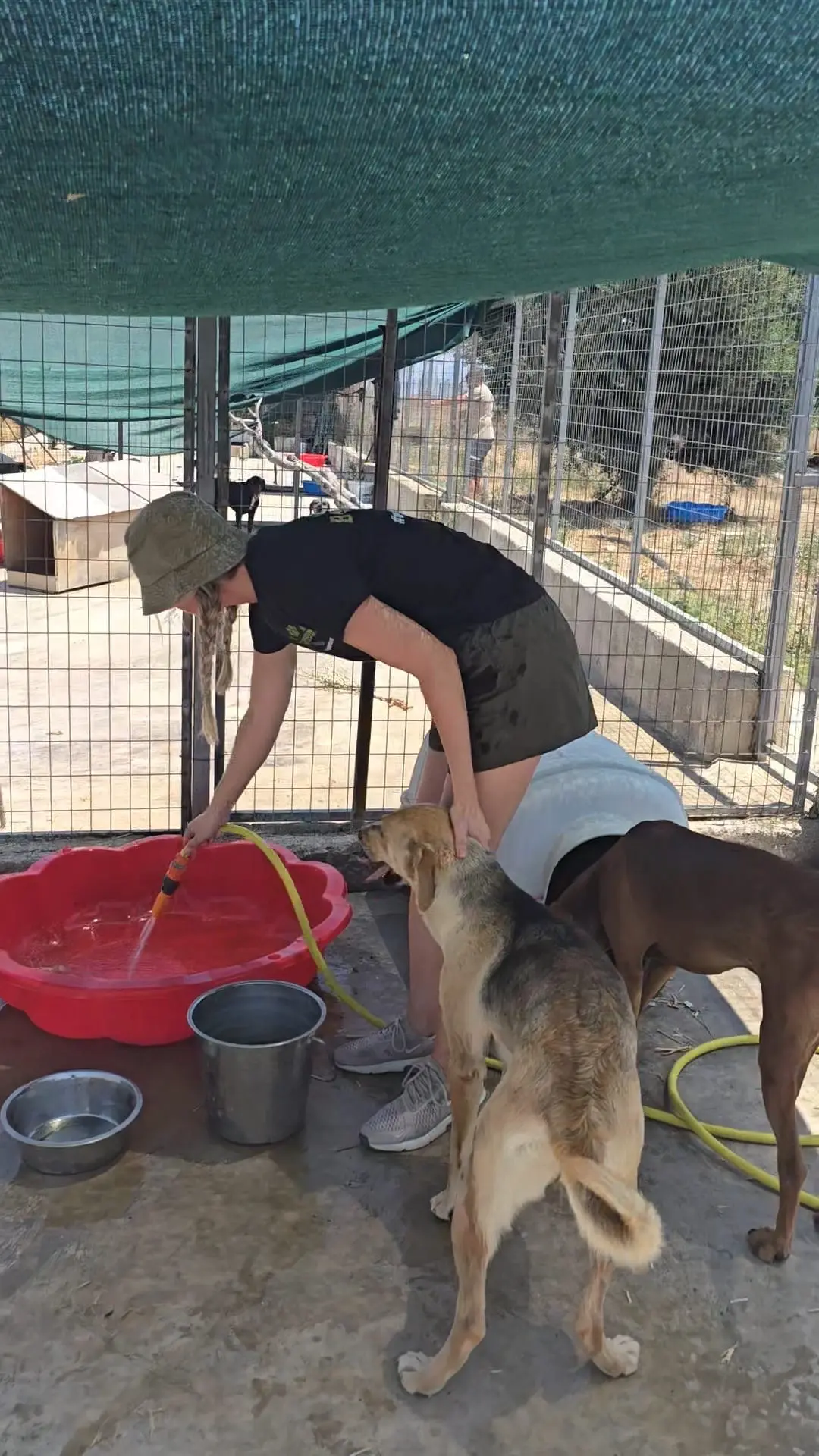 Hunde in Not – Gennadi, Rhodos