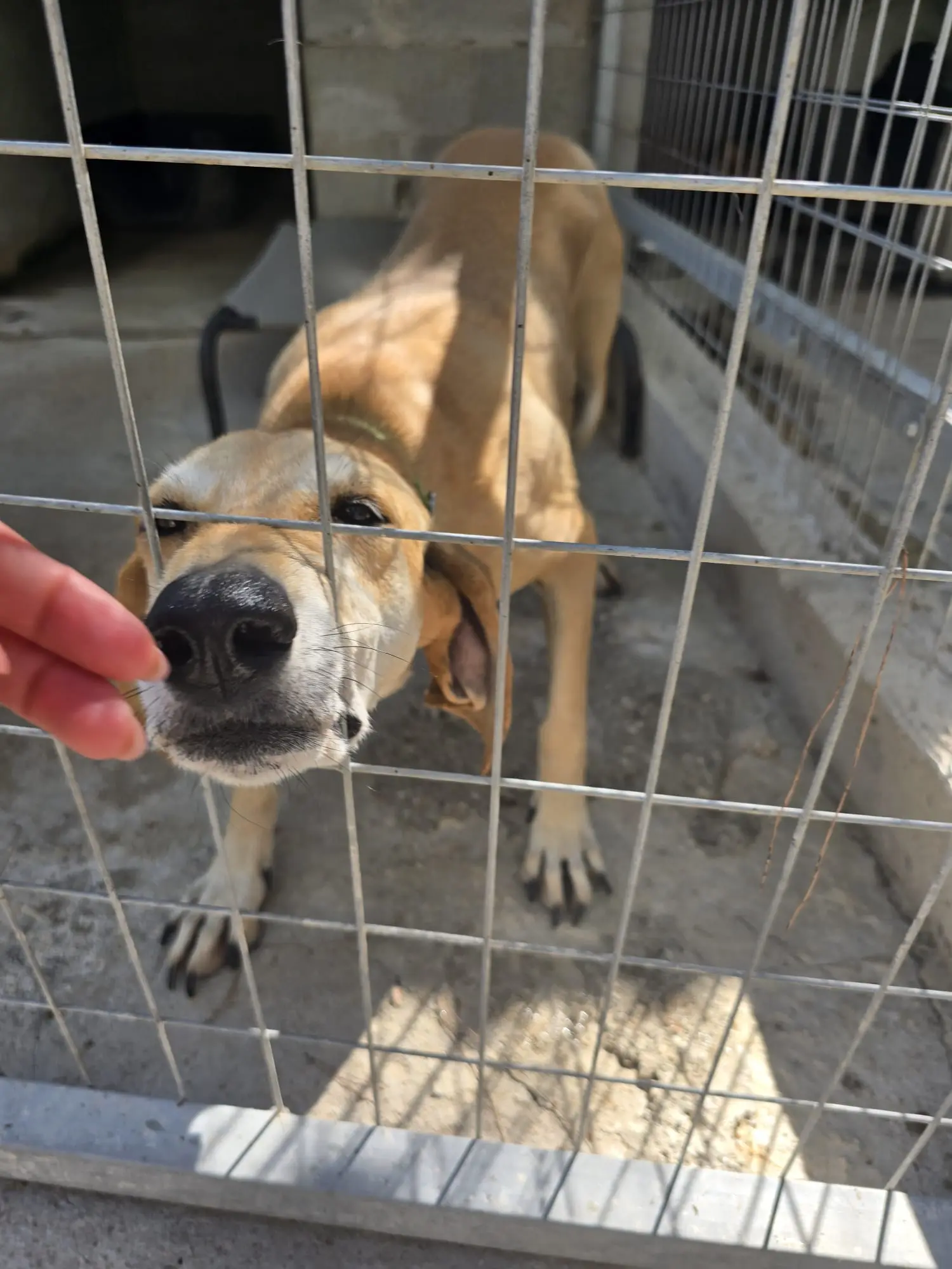 Gennadi – Hunde in isolierter Haltung