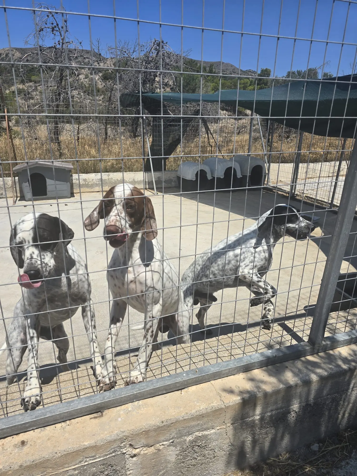 Hunde warten sehnsüchtig auf Besuch