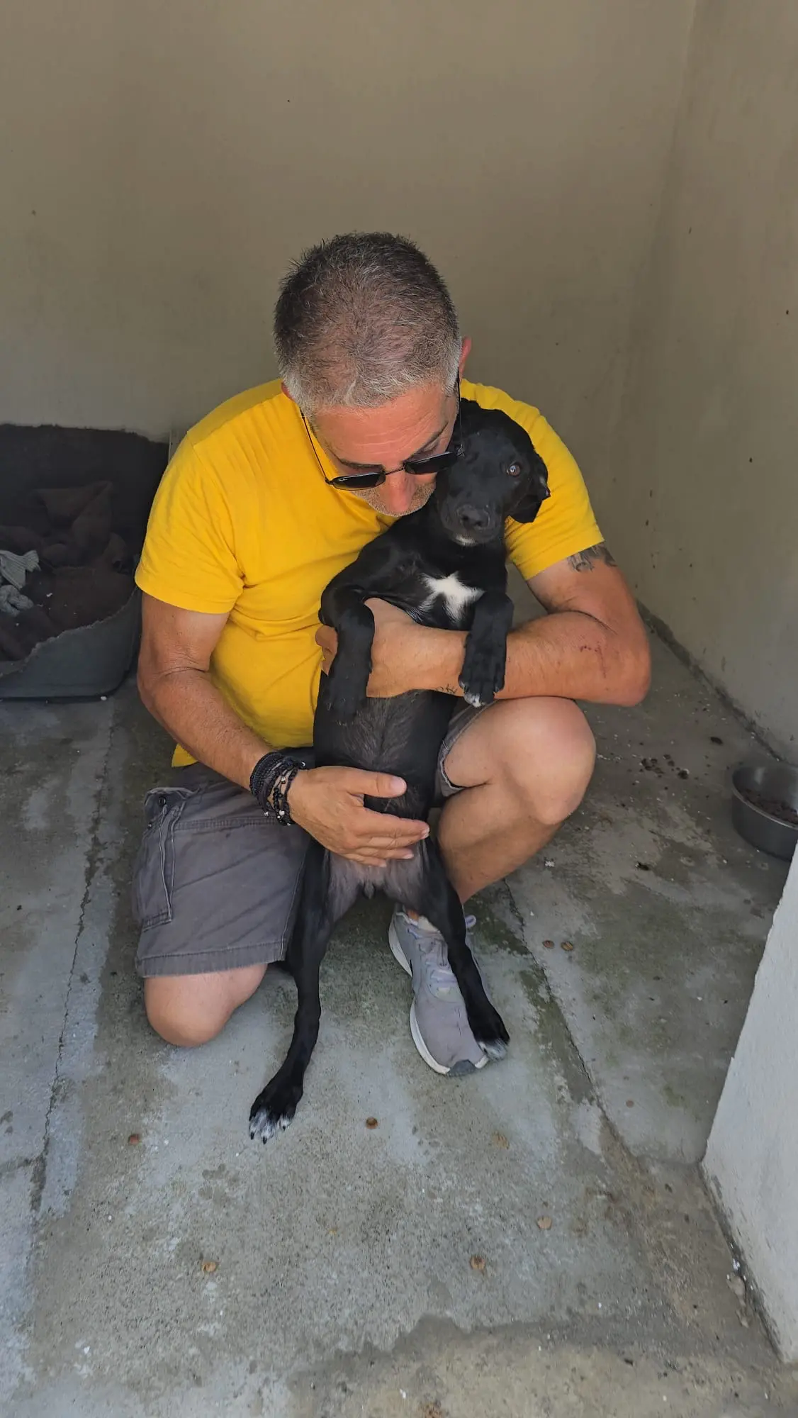 Hunde in improvisierten Unterkünften