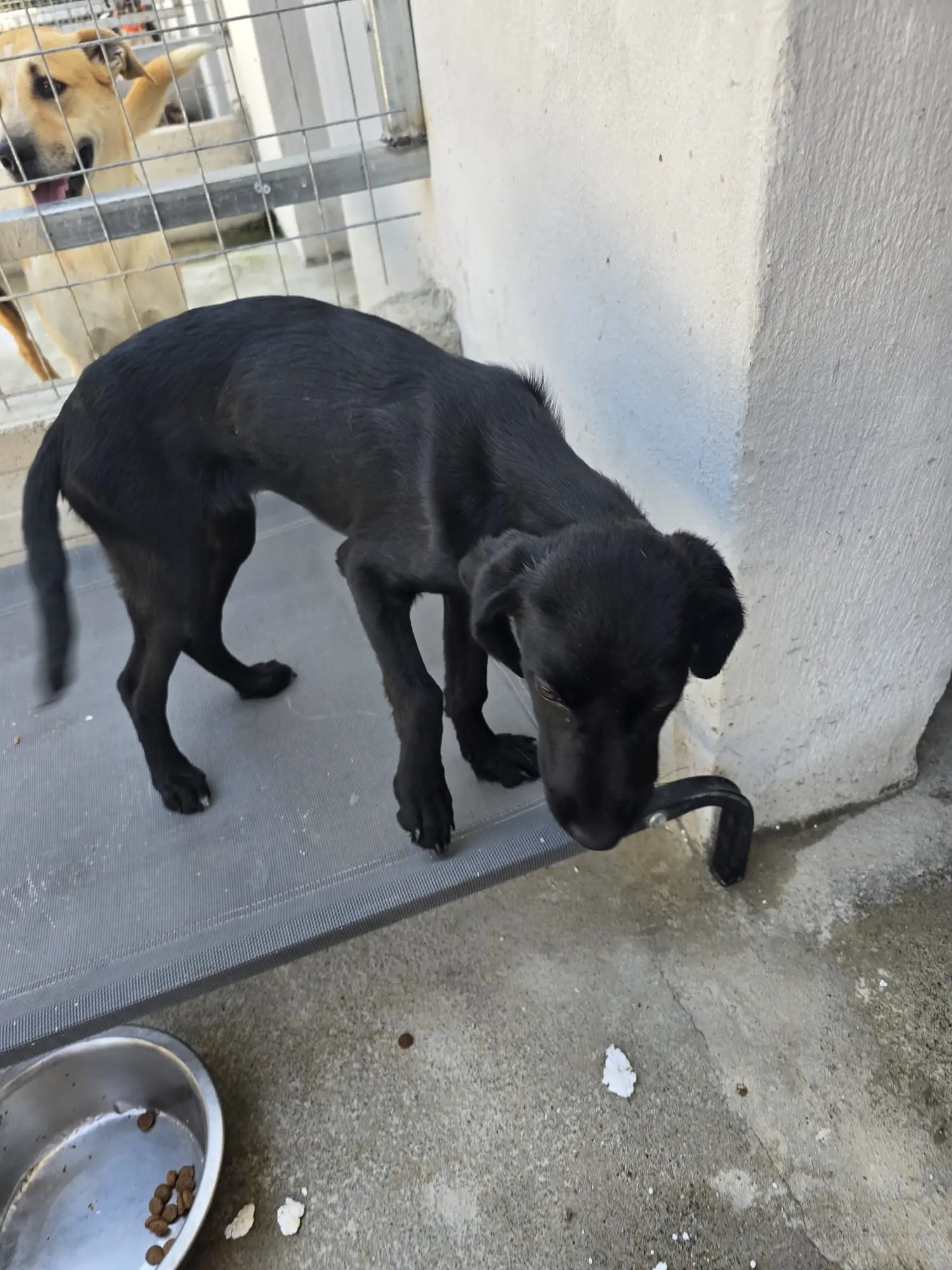 Jagdhund-Mix in Gennadi