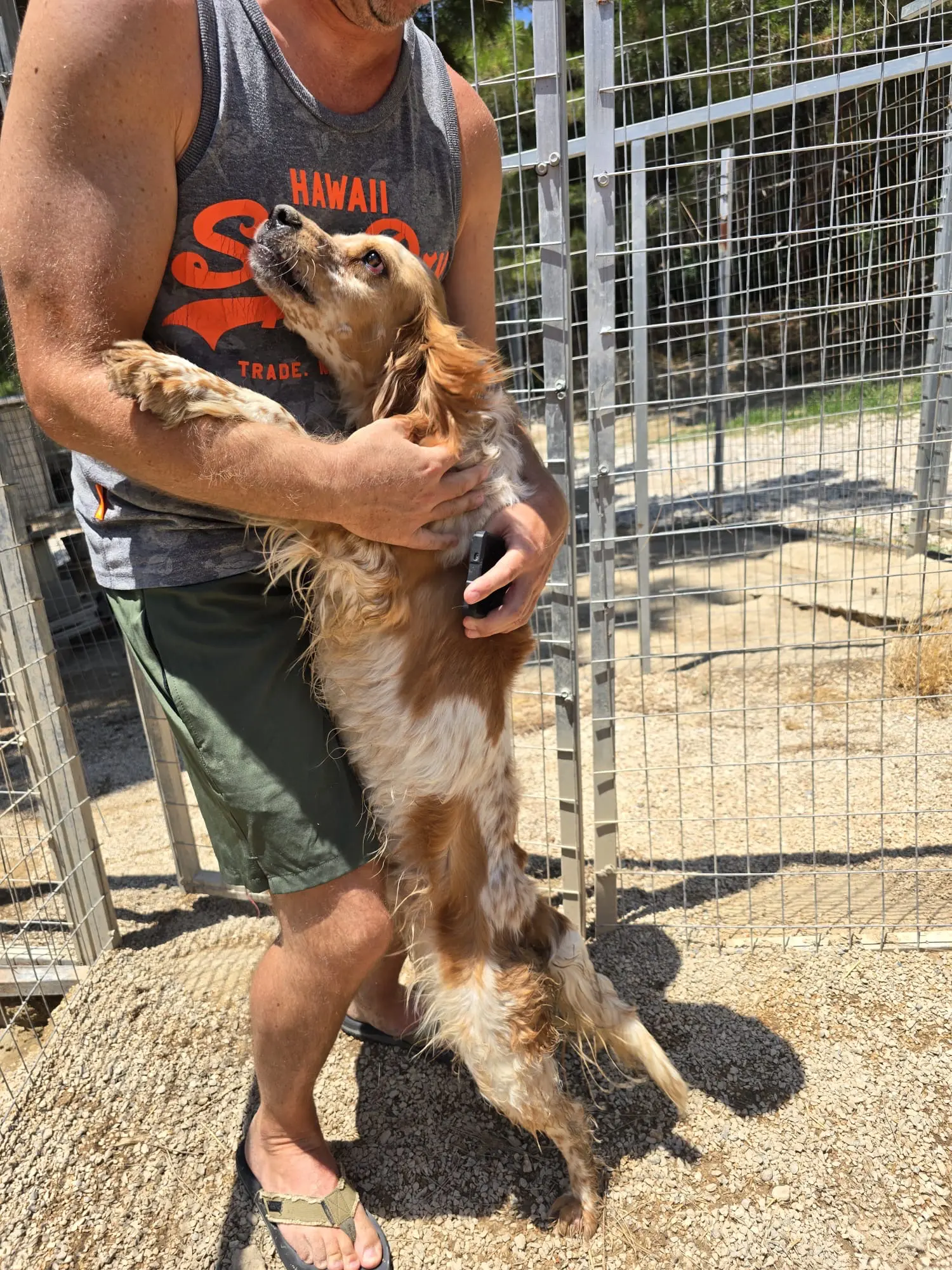 Battleground Tierhilfe — Mitmachen & Spenden