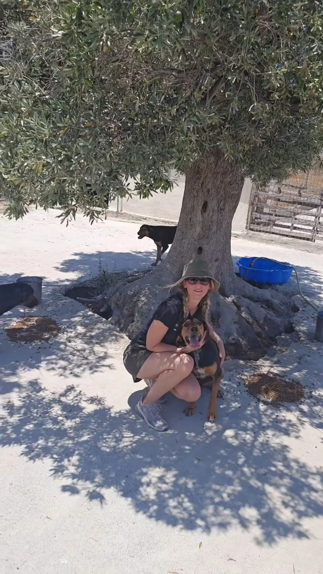 Nahaufnahme eines geretteten Hundes