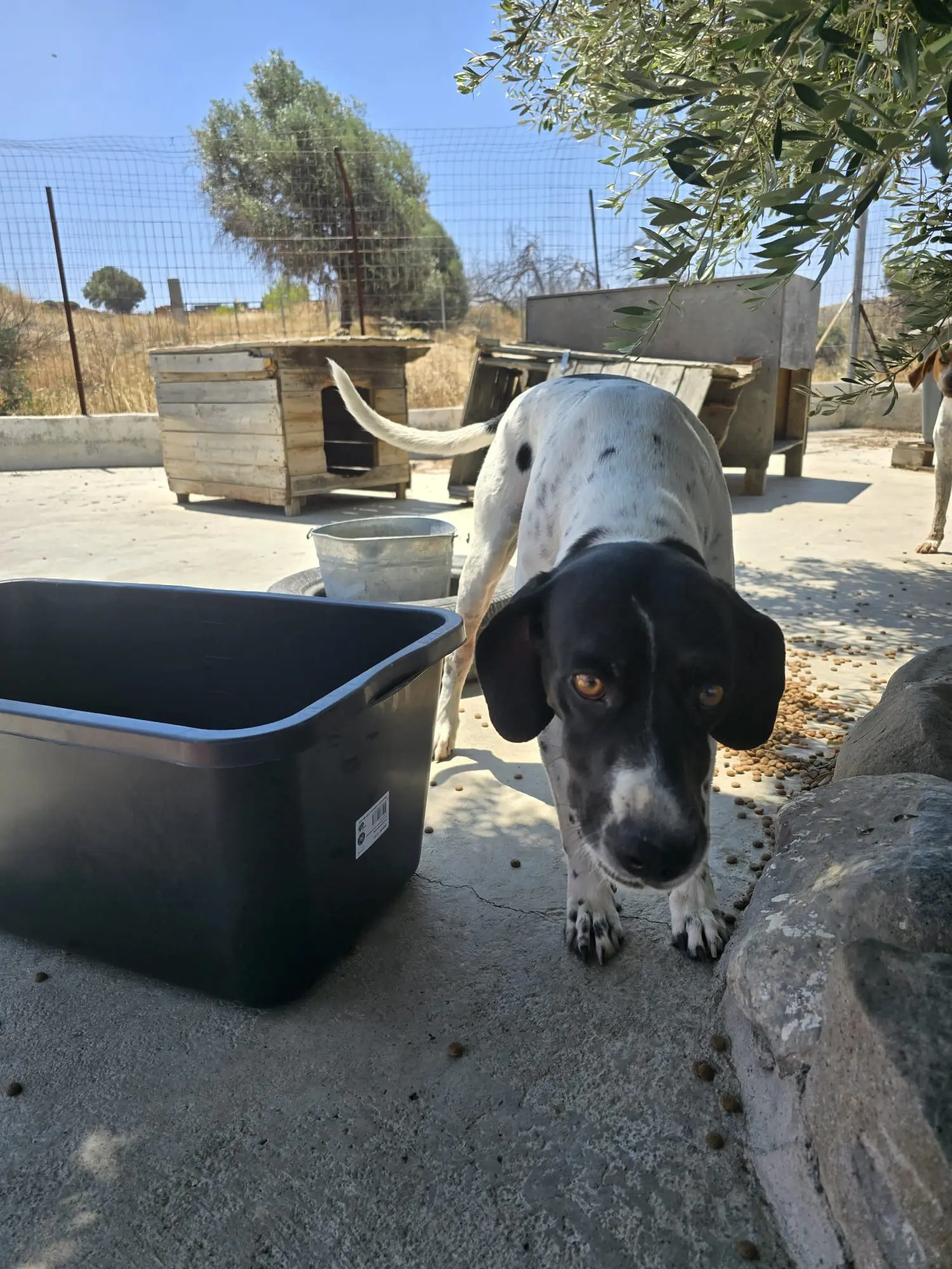 Pointer bei der Fütterung