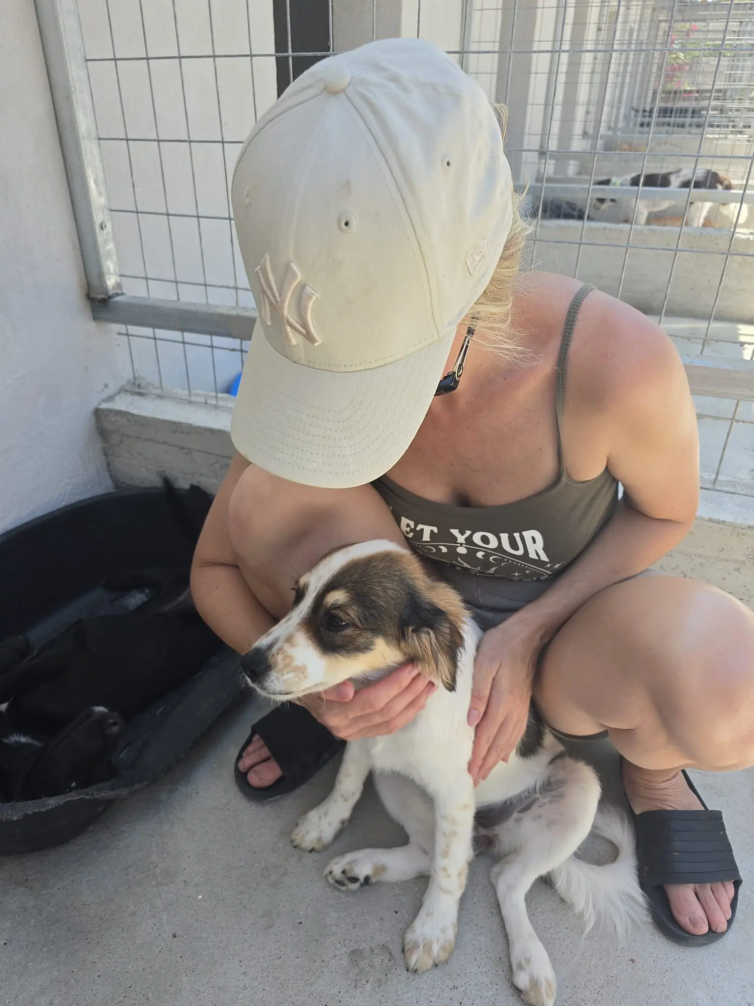 Shelter-Hunde in der Sonne