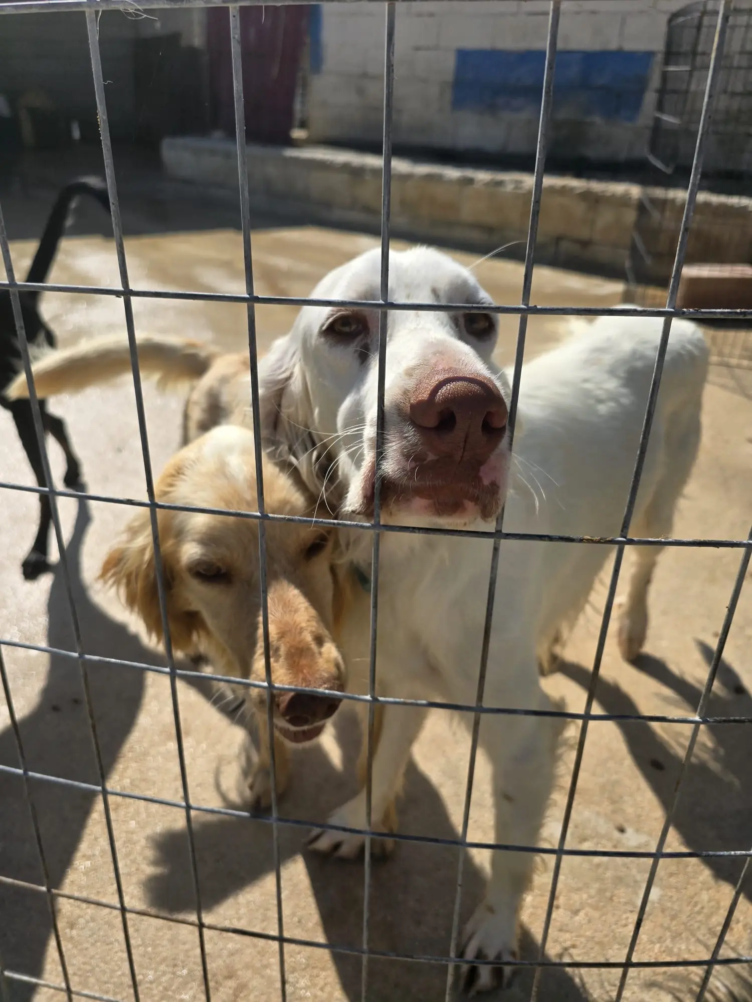 Sonnensegel werden montiert