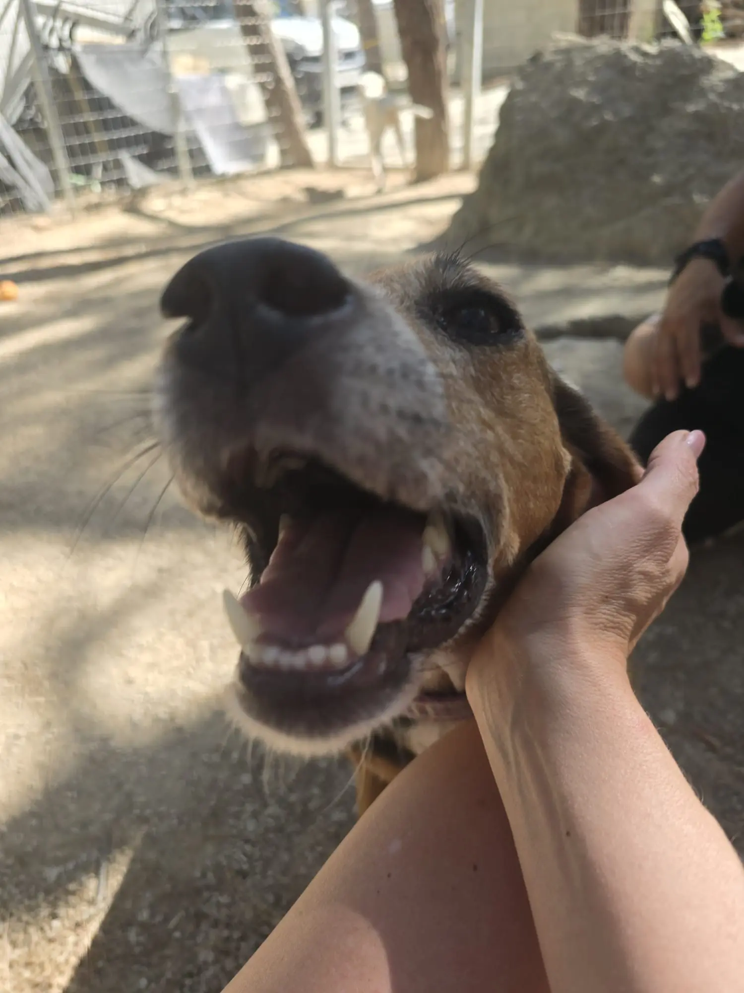 Tierschutz-Einsatz auf Rhodos