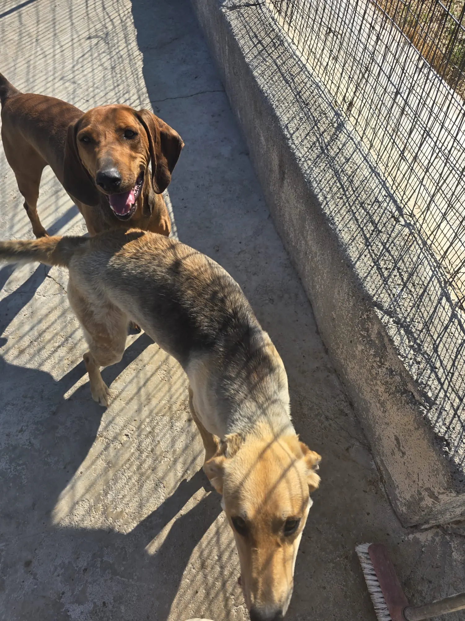 Vermittlungsfoto eines Gennadi-Hundes