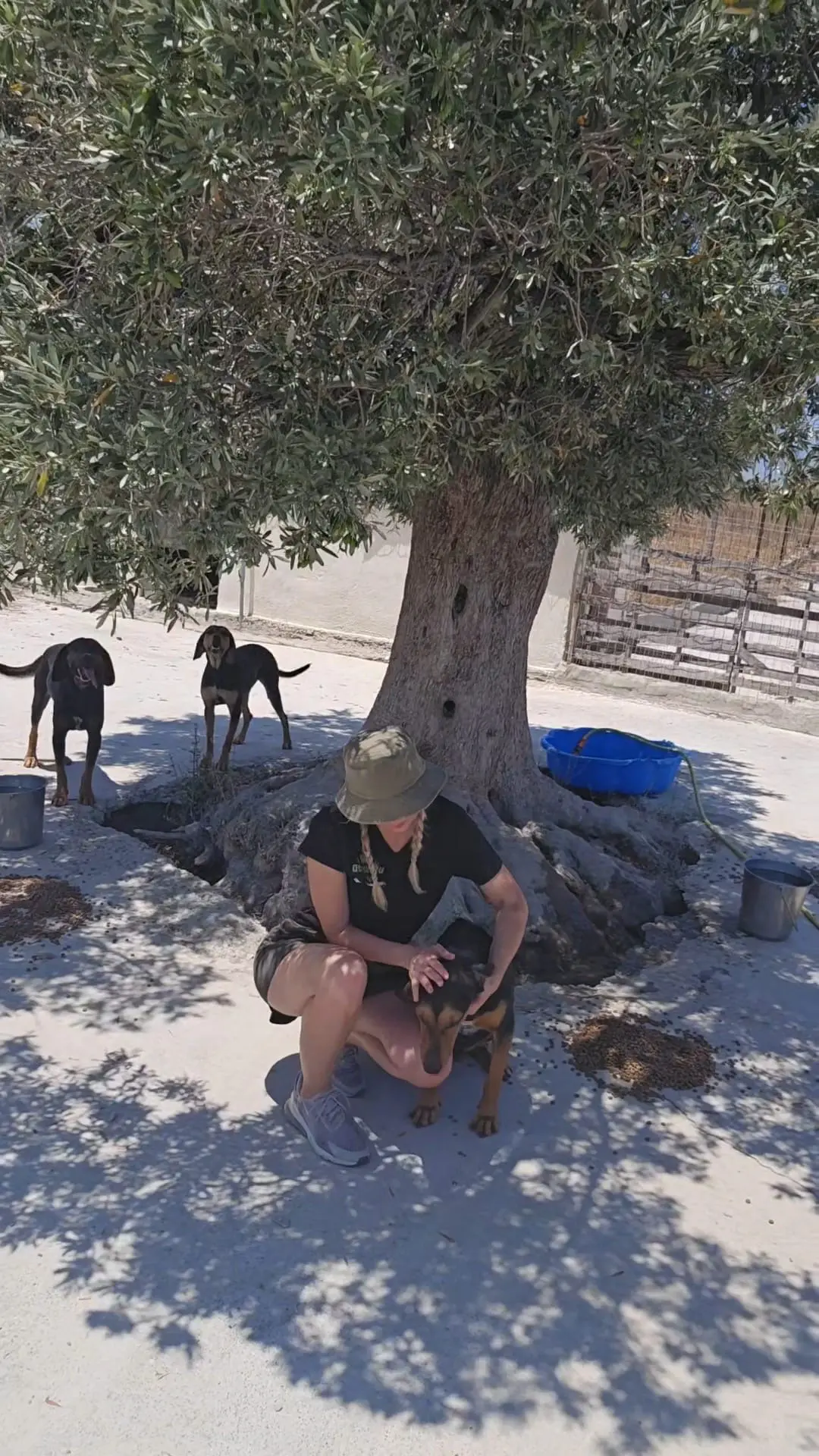 Zutrauliche Hunde in Gennadi