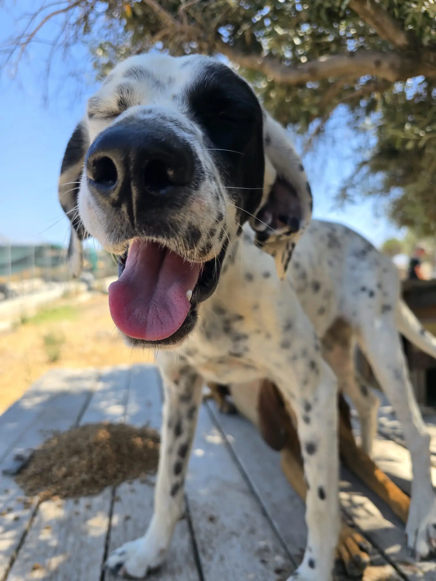 Zutraulicher Hund sucht Kontakt