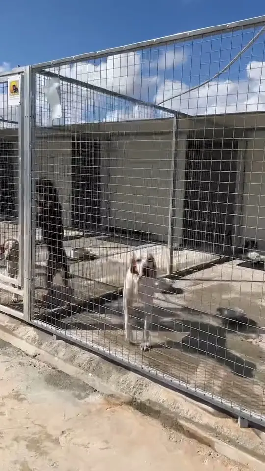 George – Held des Alltags im Tierheim