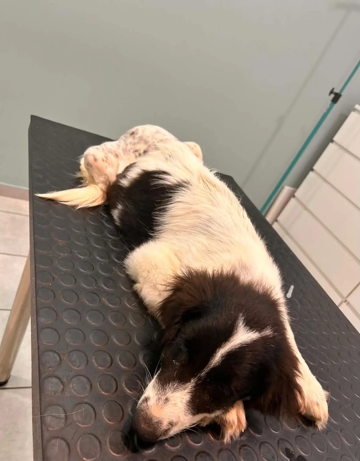Schwarz-weißer Hund schläft auf dem Behandlungstisch