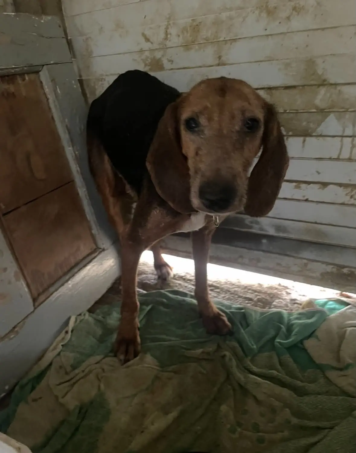 Abgemagerter Laufhund-Mischling in einer Holzhütte