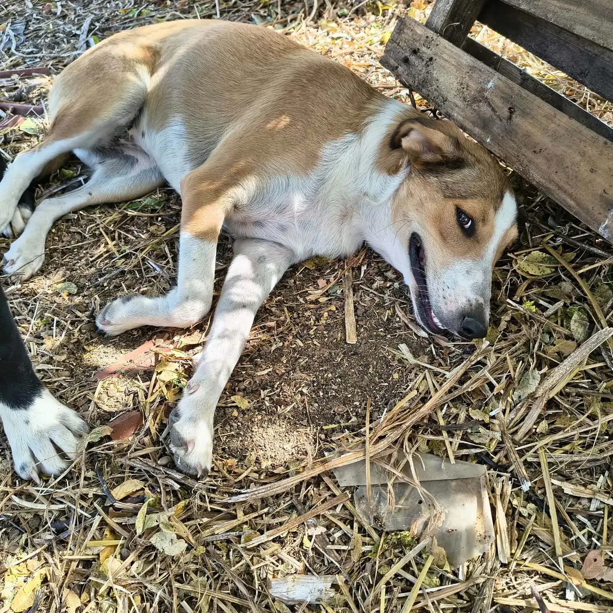 Hund ruht sich im Stroh aus