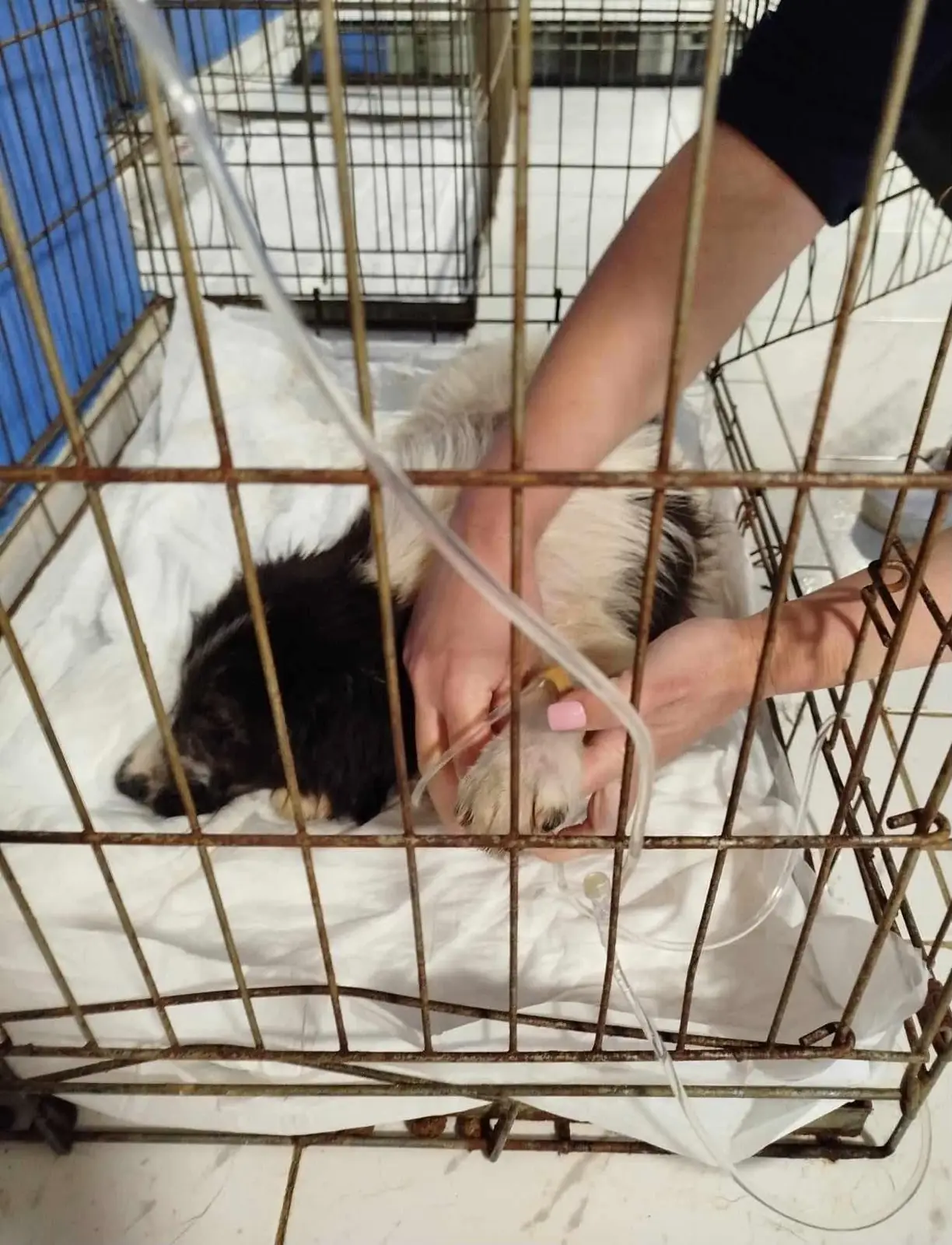 Hund bekommt in seiner Box eine Infusion