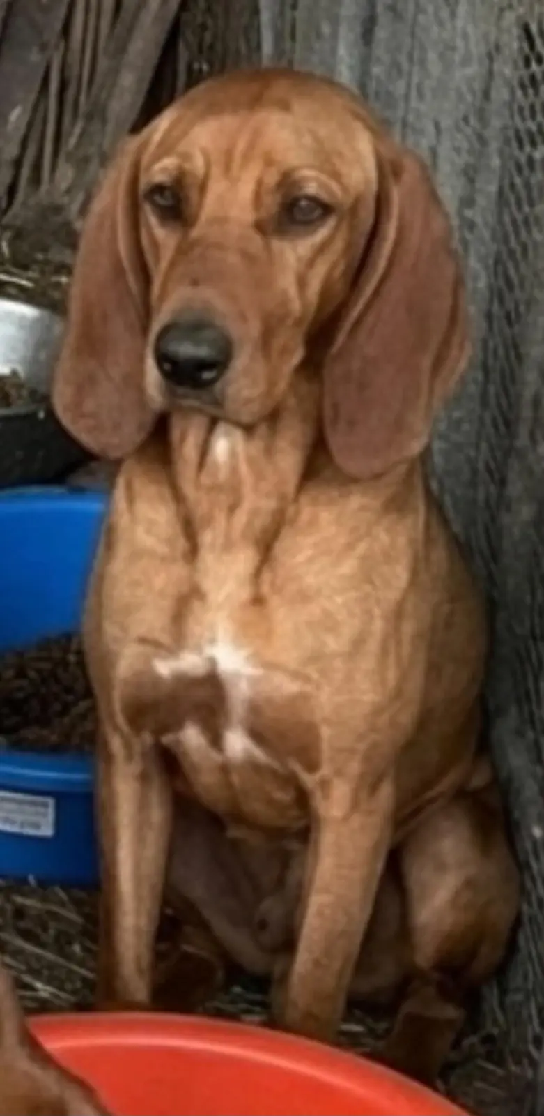 Brauner Jagdhund-Mischling schaut in die Kamera