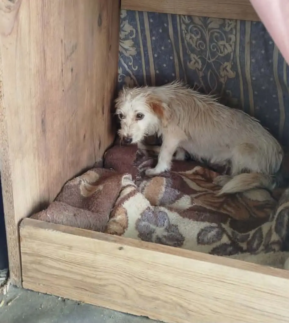 Kleiner weißer Hund in seiner Holzbox mit Decke