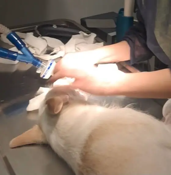 Kastration im OP – das tierärztliche Team bei der Arbeit
