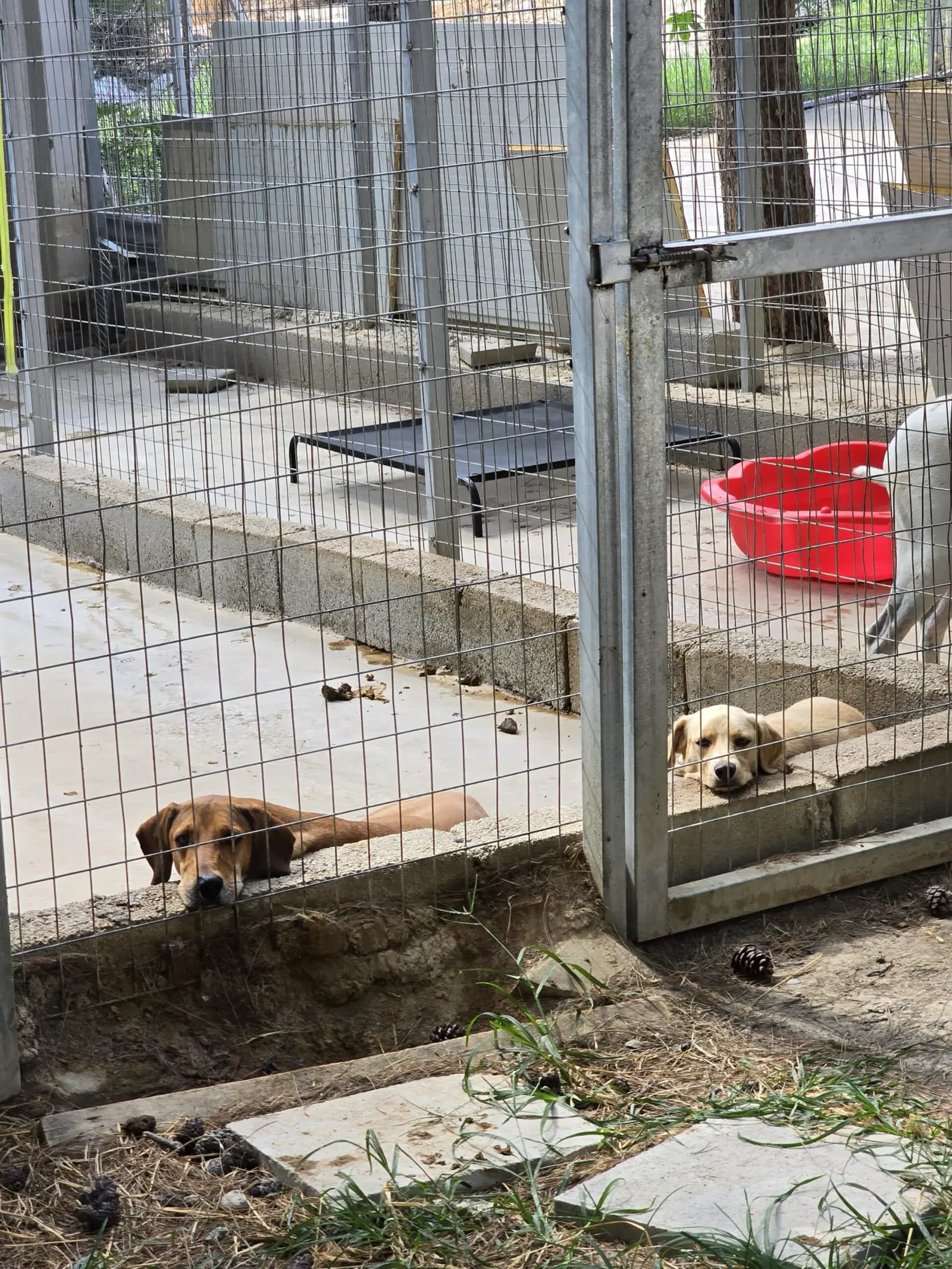 Neue Shelter im Tierheim Rhodos