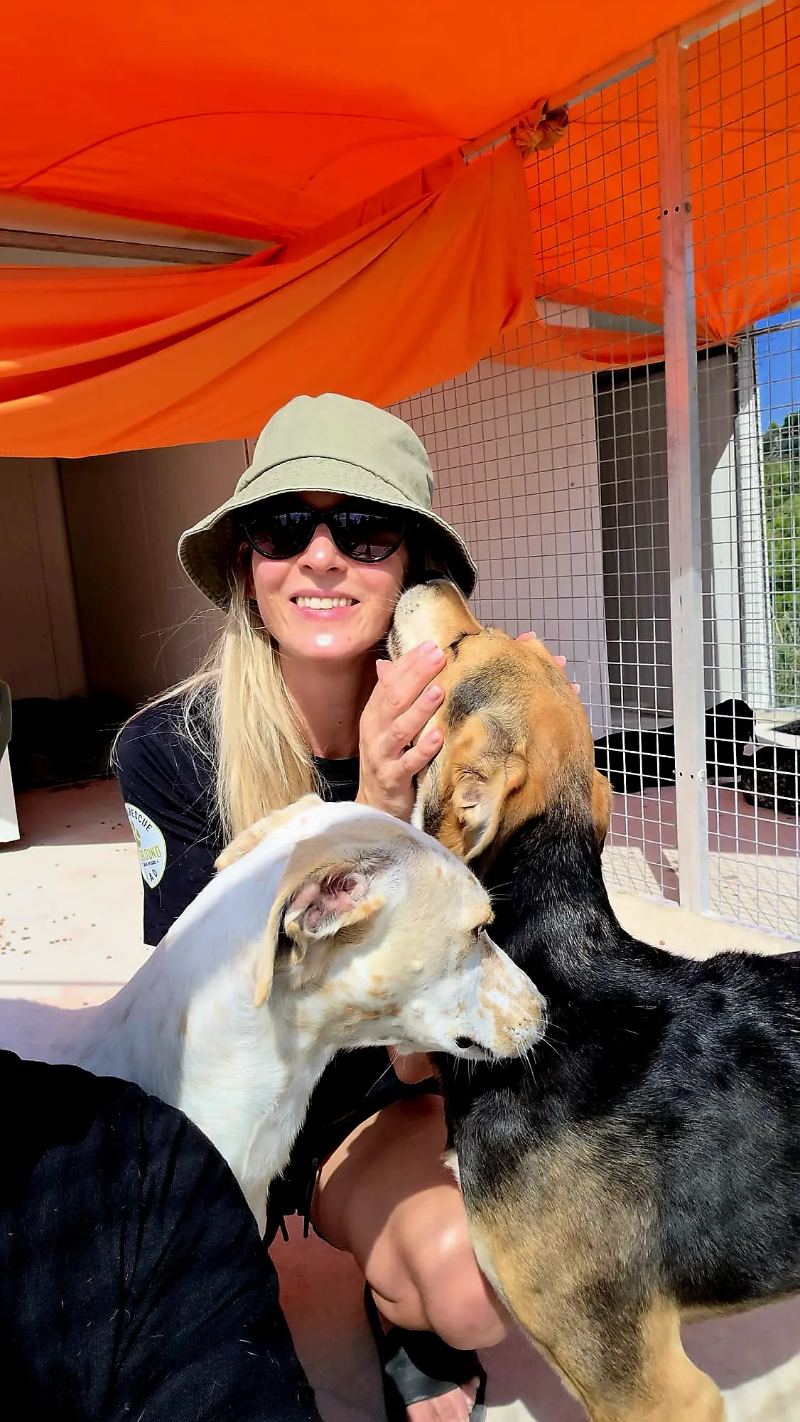 Nahaufnahme eines Shelter-Hundes