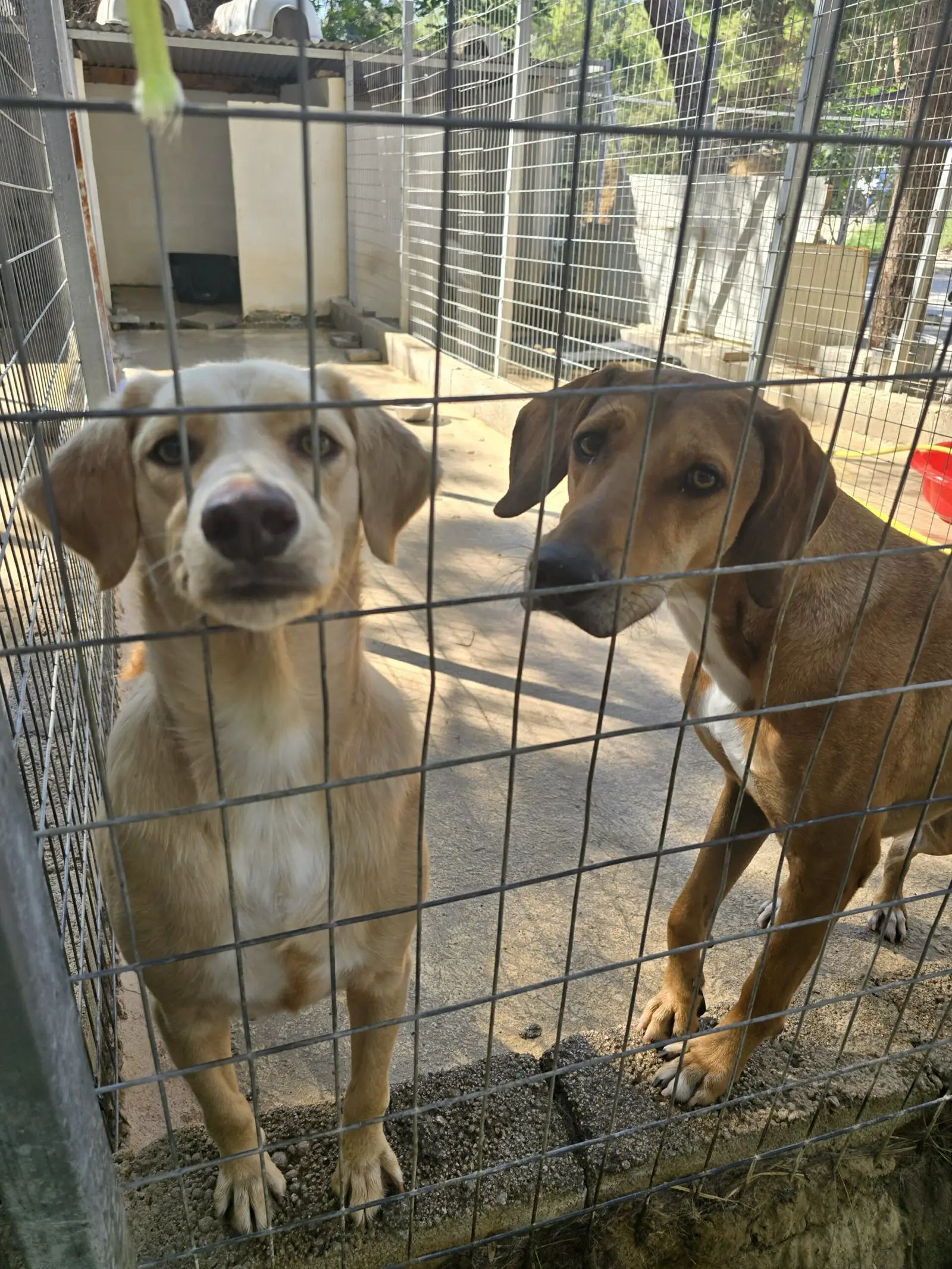 Kastrationsaktion Rhodos