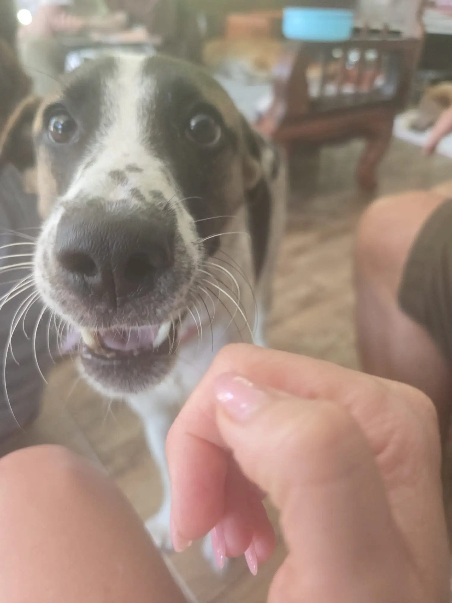 Sabai Dog – Fütterung der Hunde