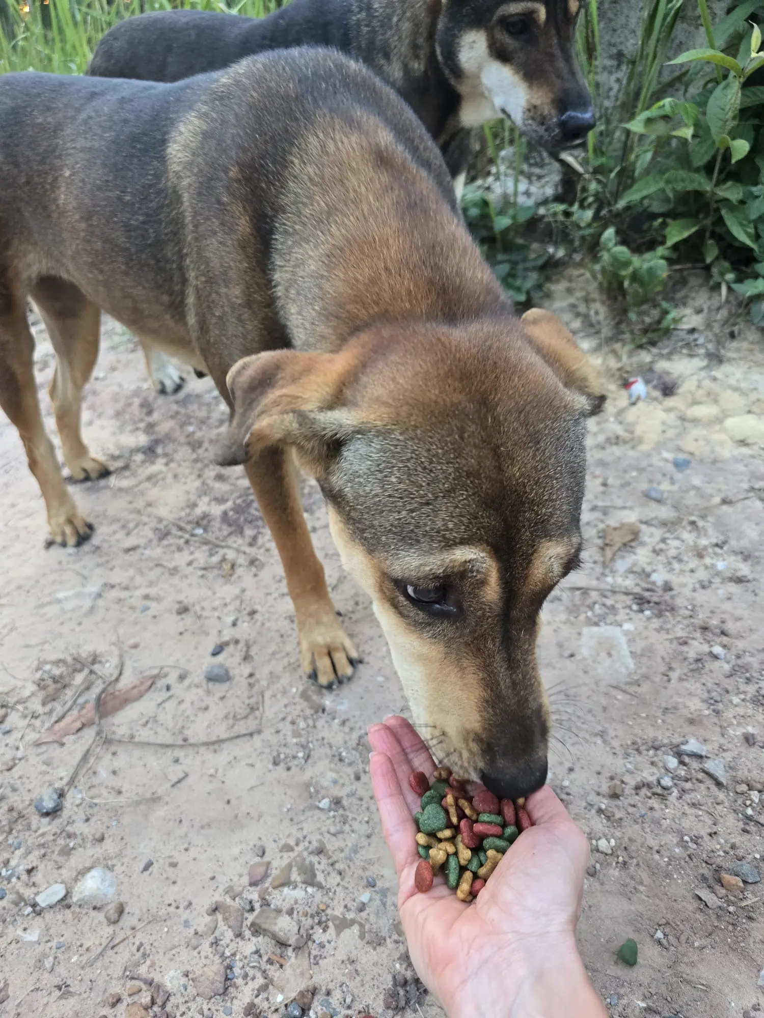 Gerettete Hunde bei Sabai Dog