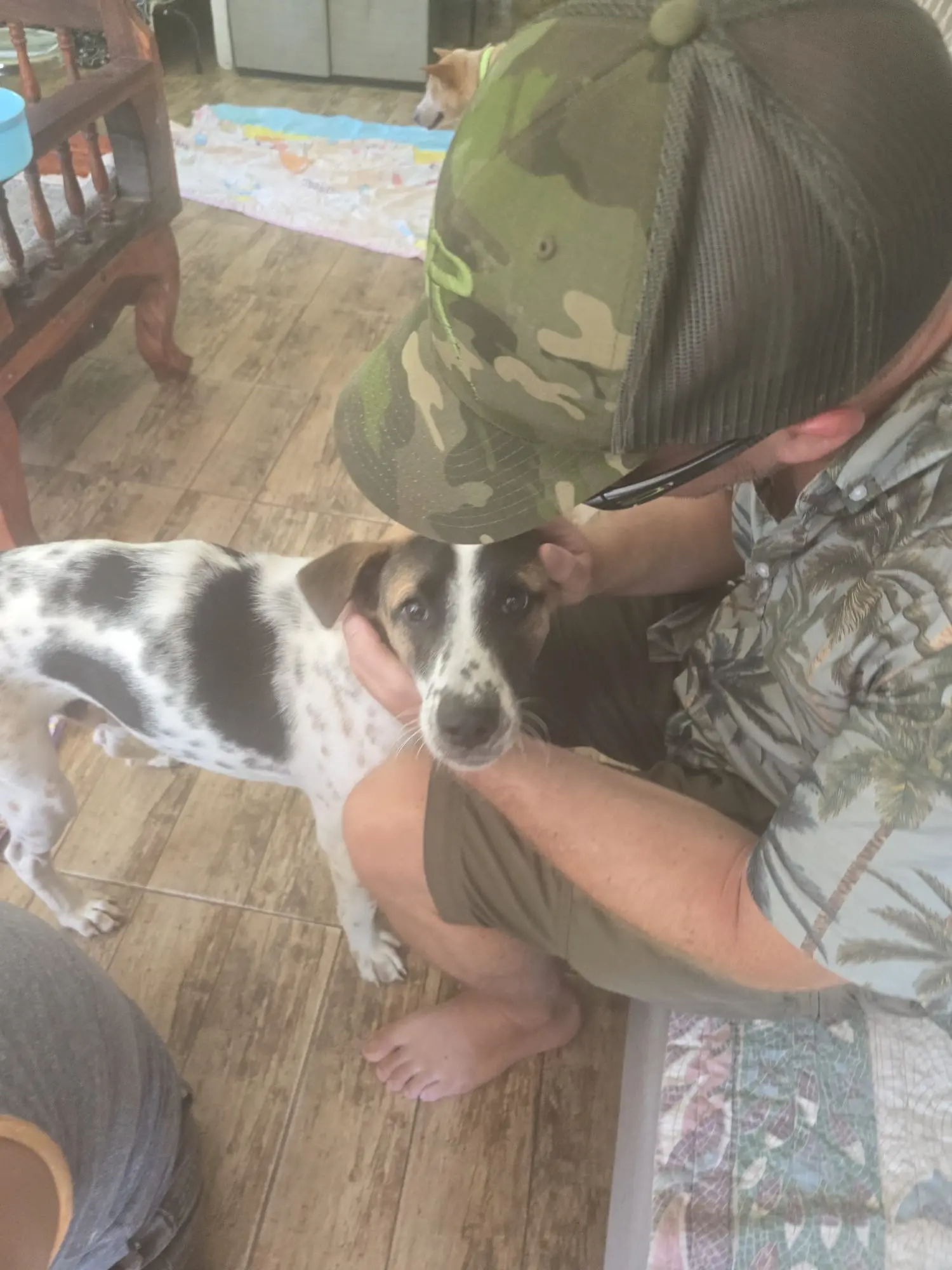 Sabai Dog – gerettete Straßenhunde