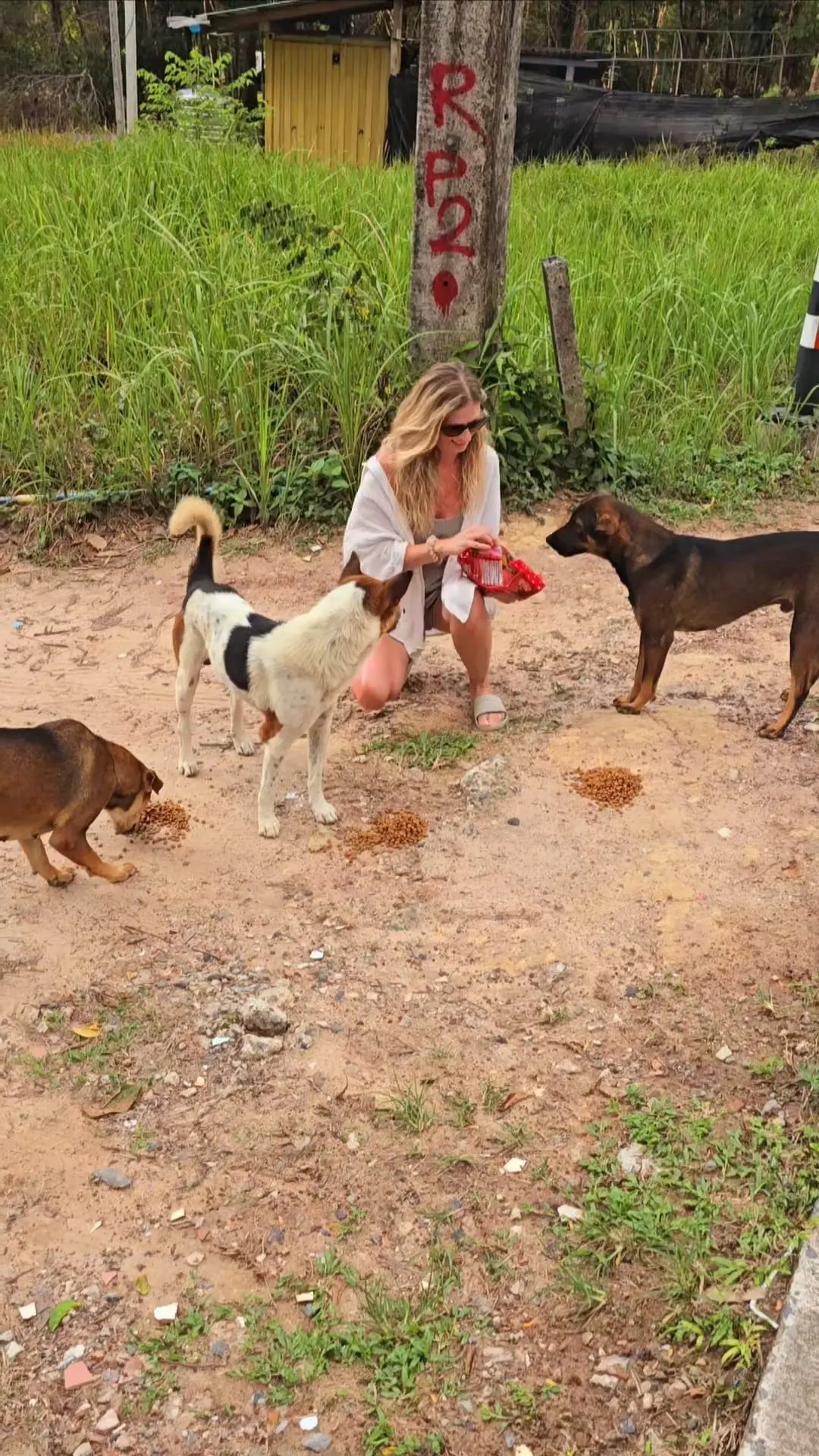 Geretteter Hund bei Sabai Dog