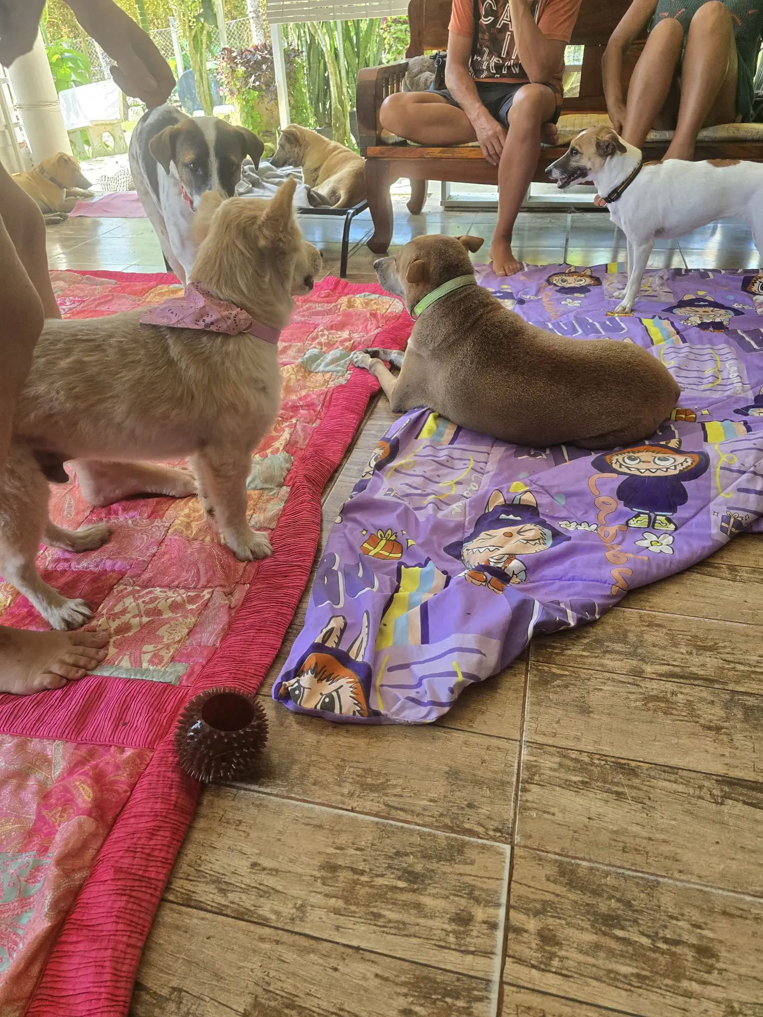 Geretteter Hund bei Sabai Dog