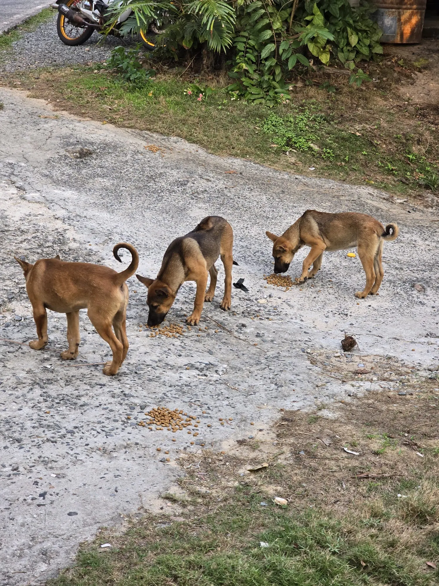 Sabai Dog – glückliche Vierbeiner