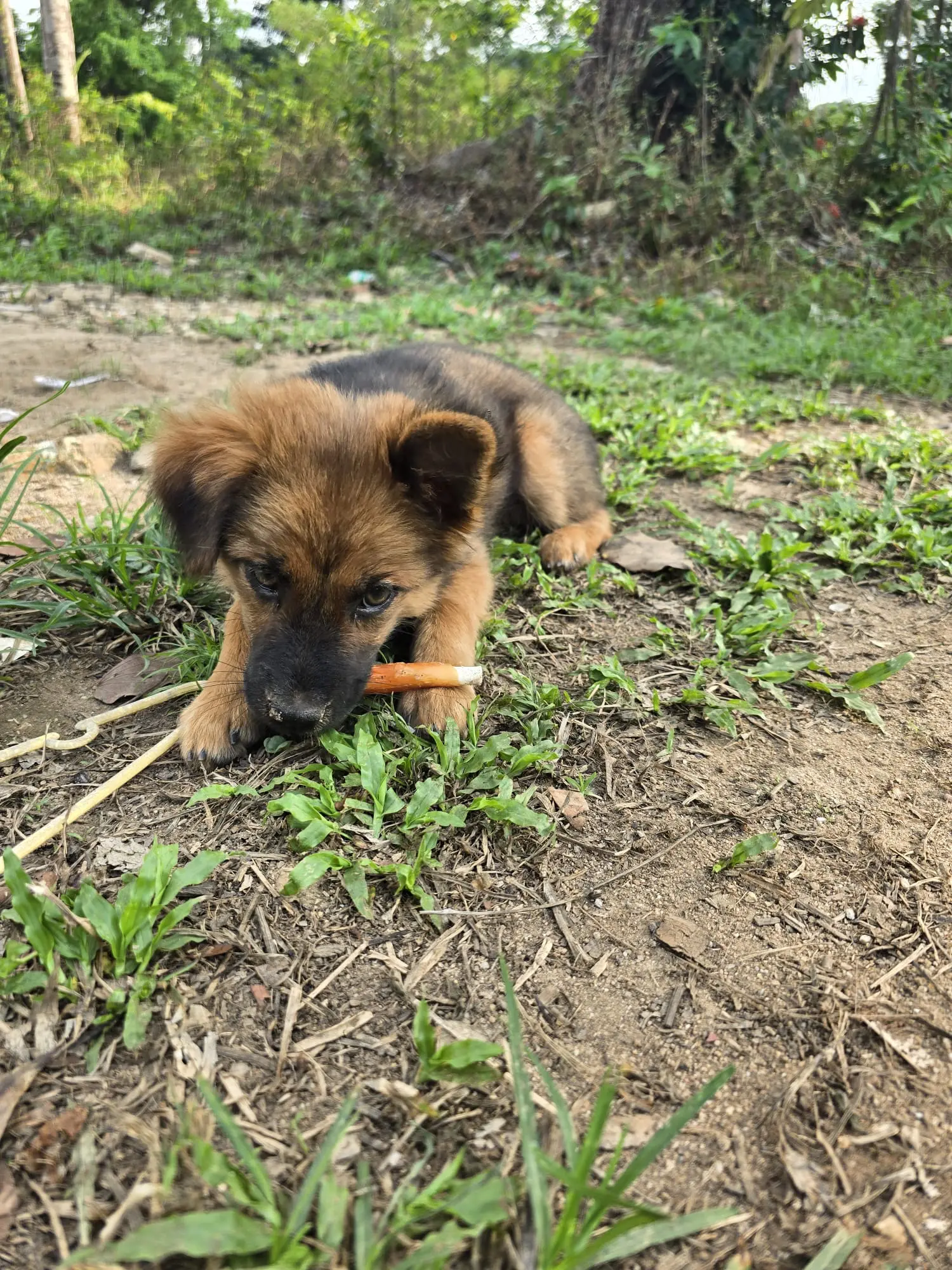 Hund bei Sabai Dog Koh Kood