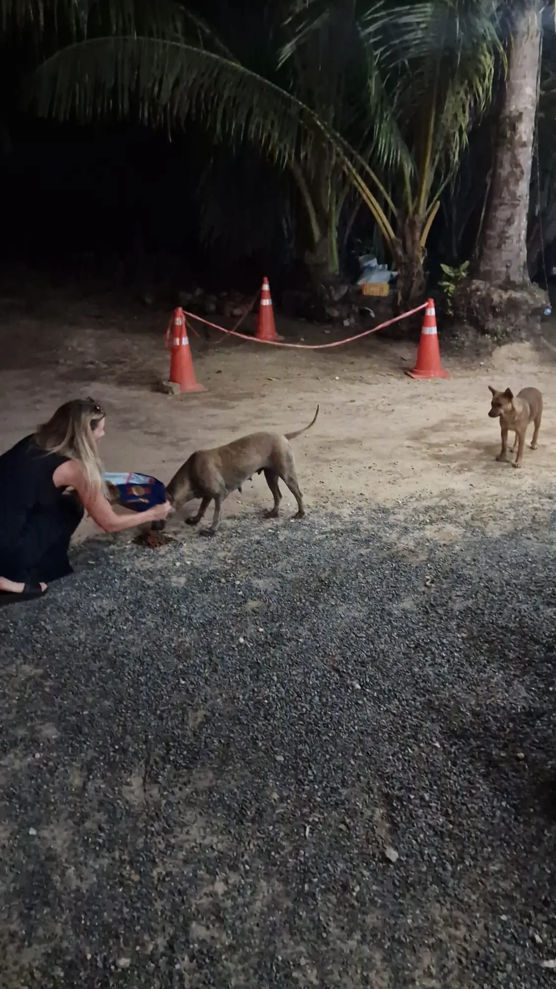 Hund genießt Streicheleinheiten