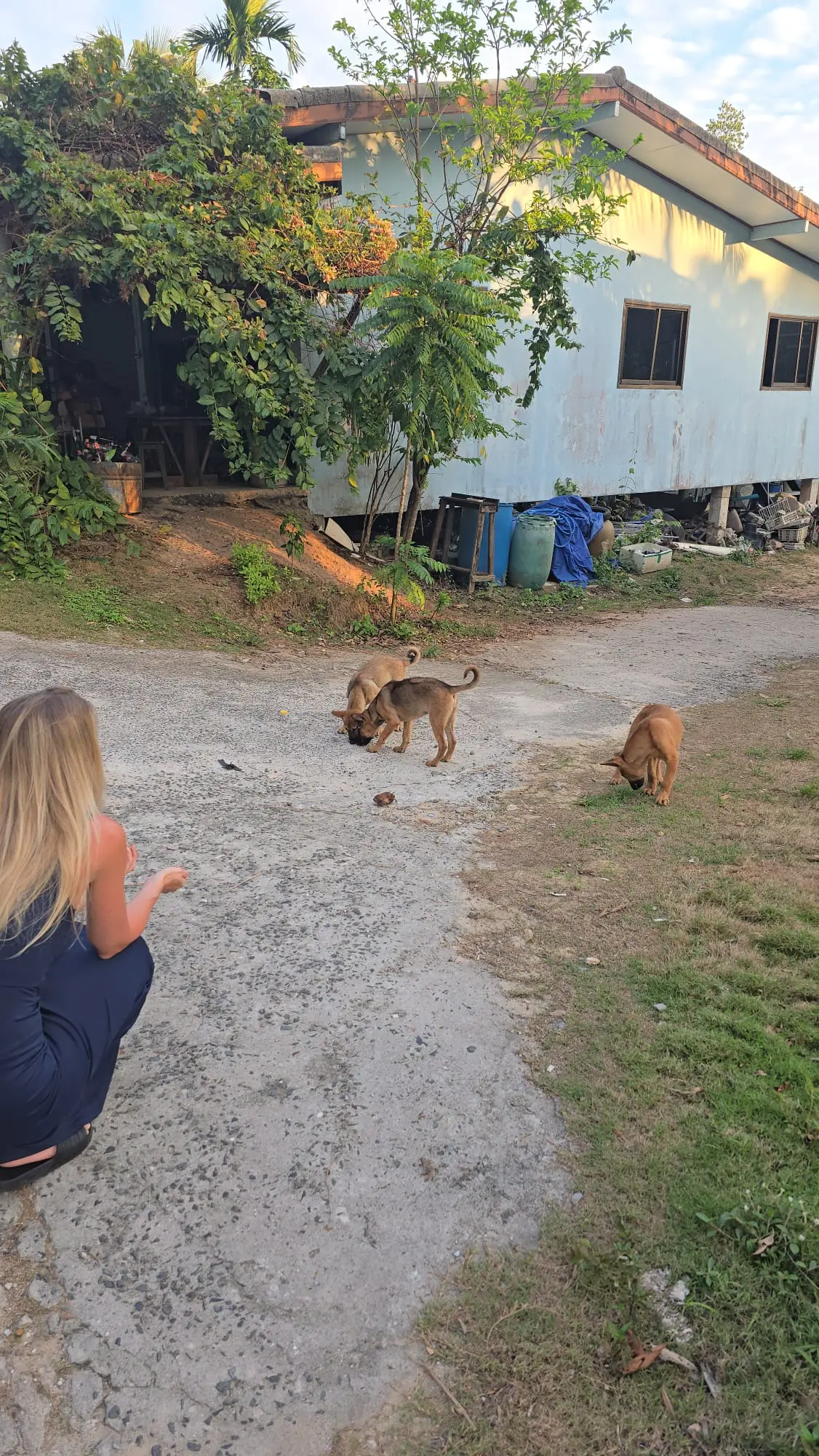 Hunde im Freilauf bei Sabai Dog